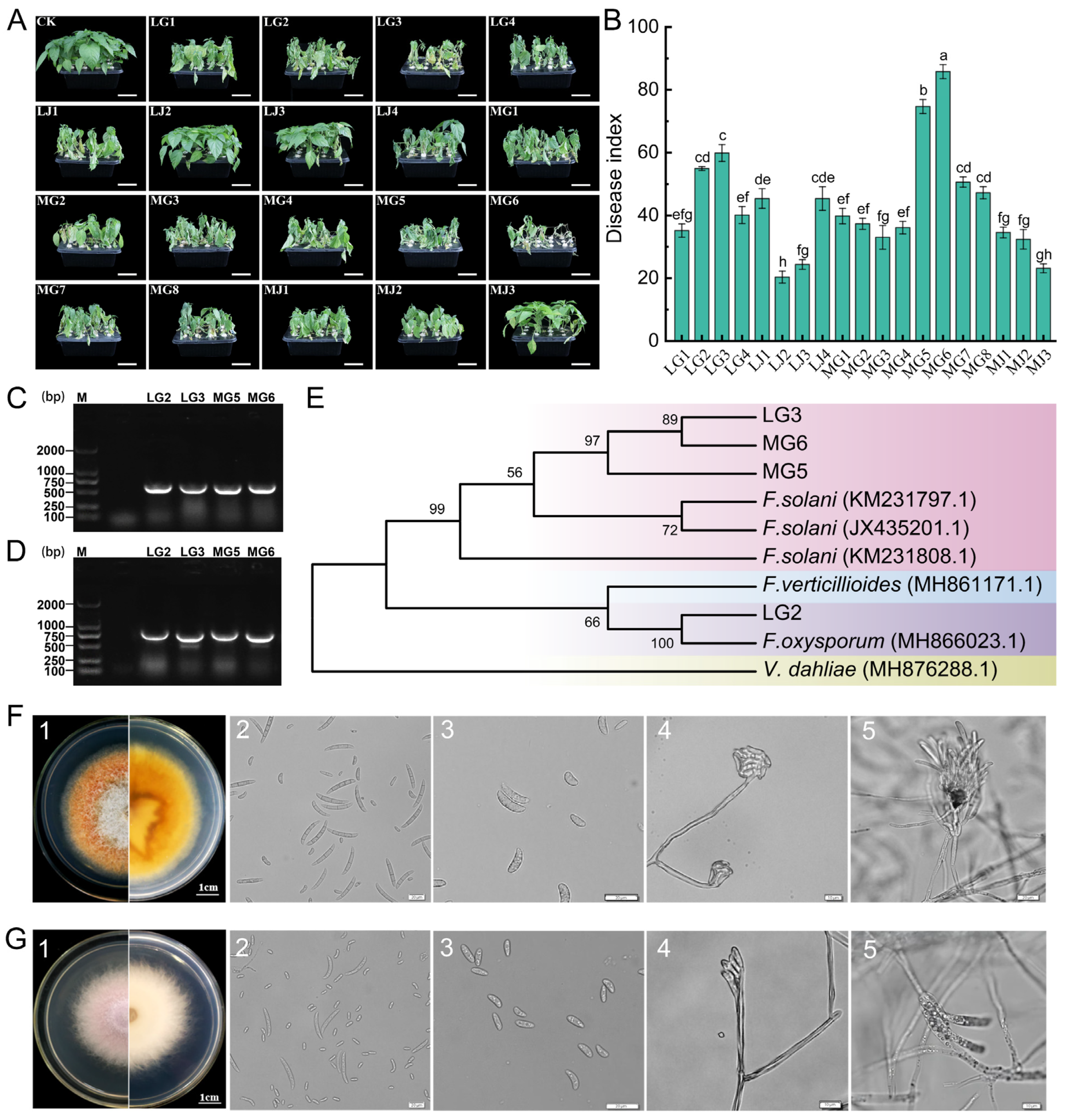 Microorganisms 13 01806 g005