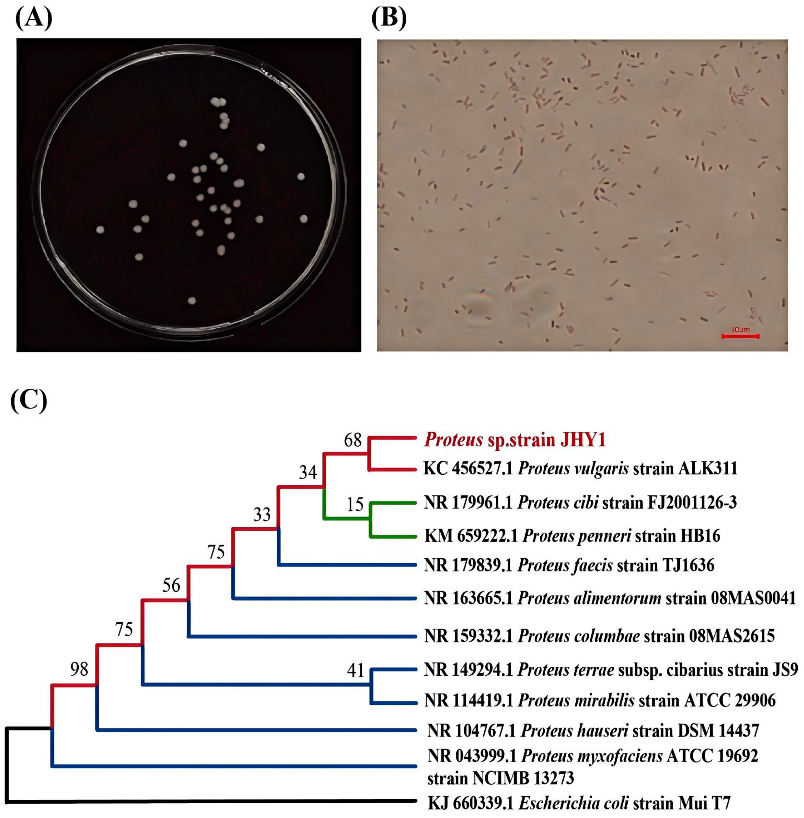 Microorganisms 13 01820 g001