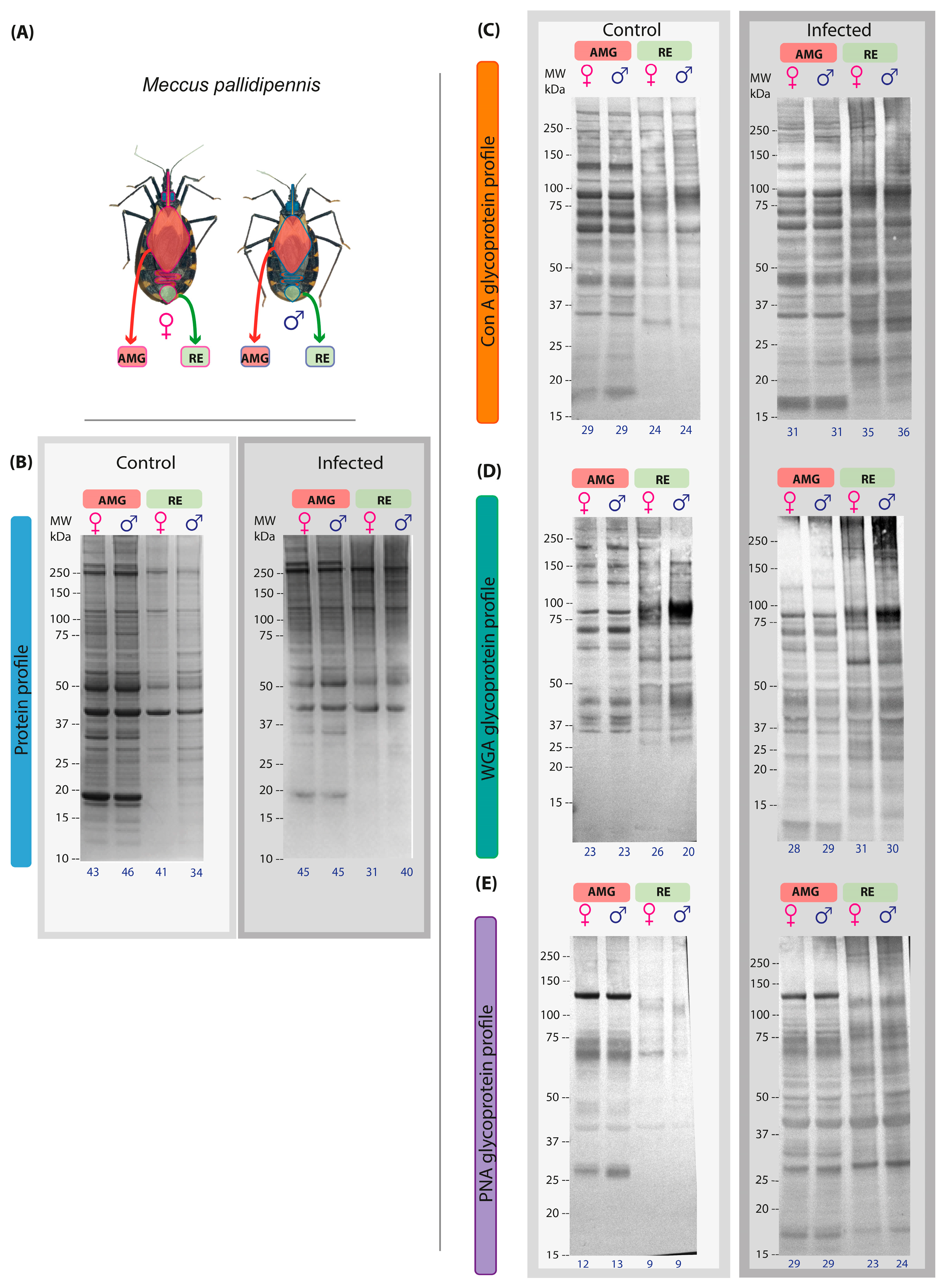 Microorganisms 13 01823 g001