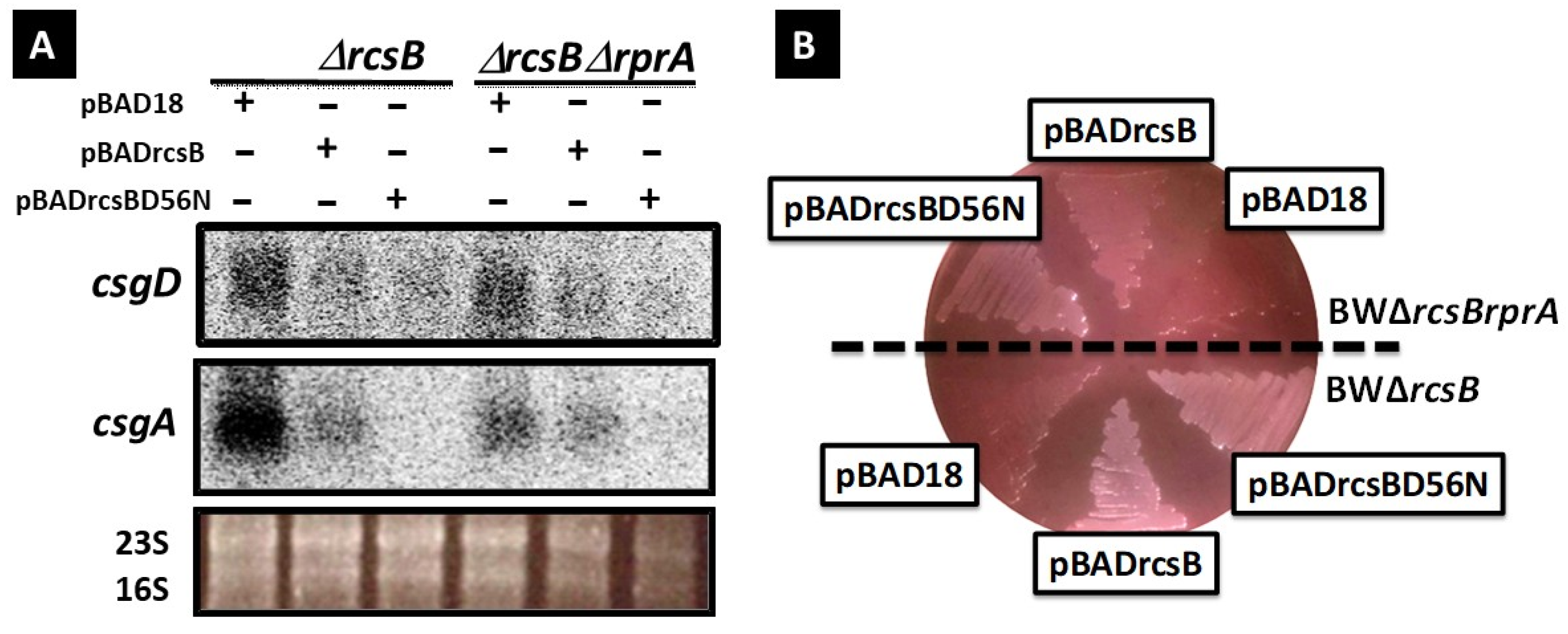 Microorganisms 13 01829 g002