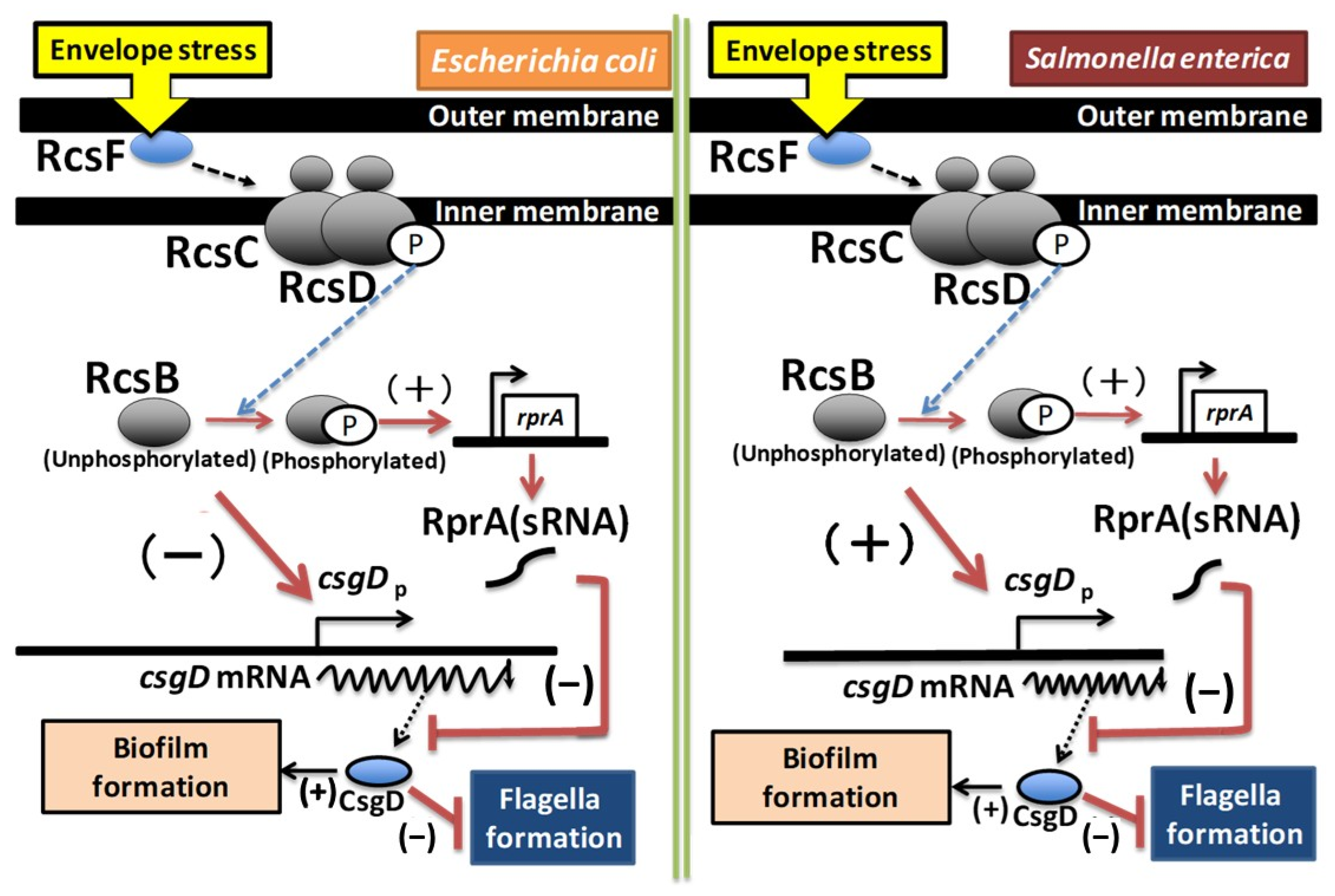 Microorganisms 13 01829 g006