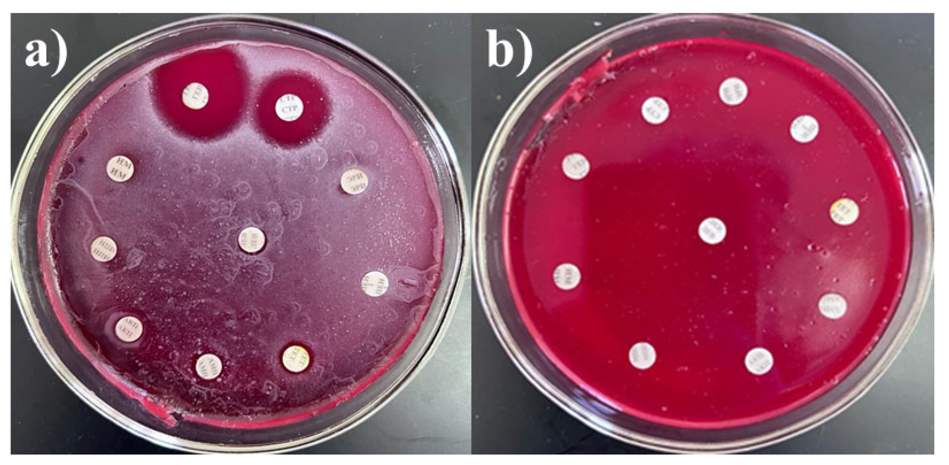 Microorganisms 13 01831 g001