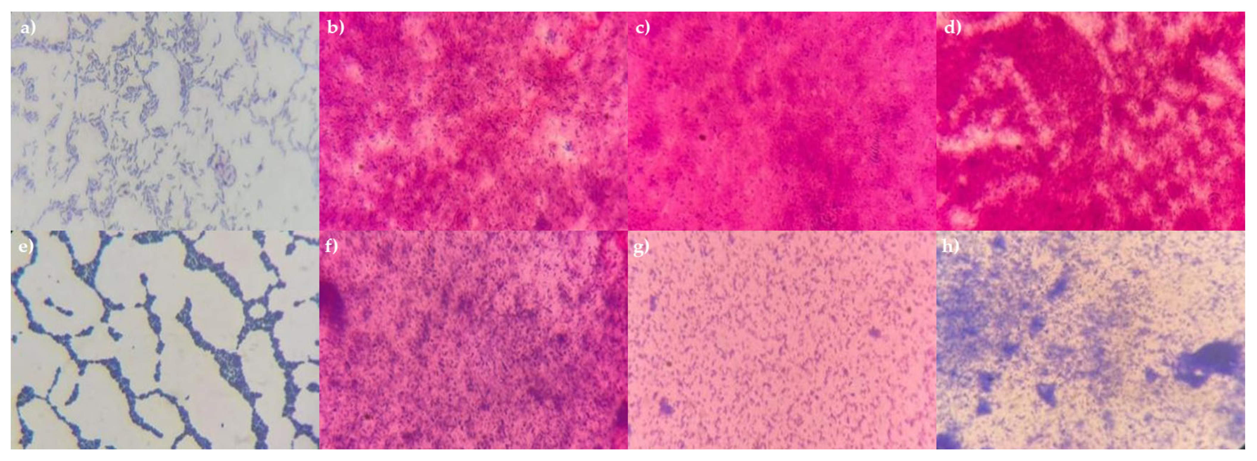 Microorganisms 13 01831 g003