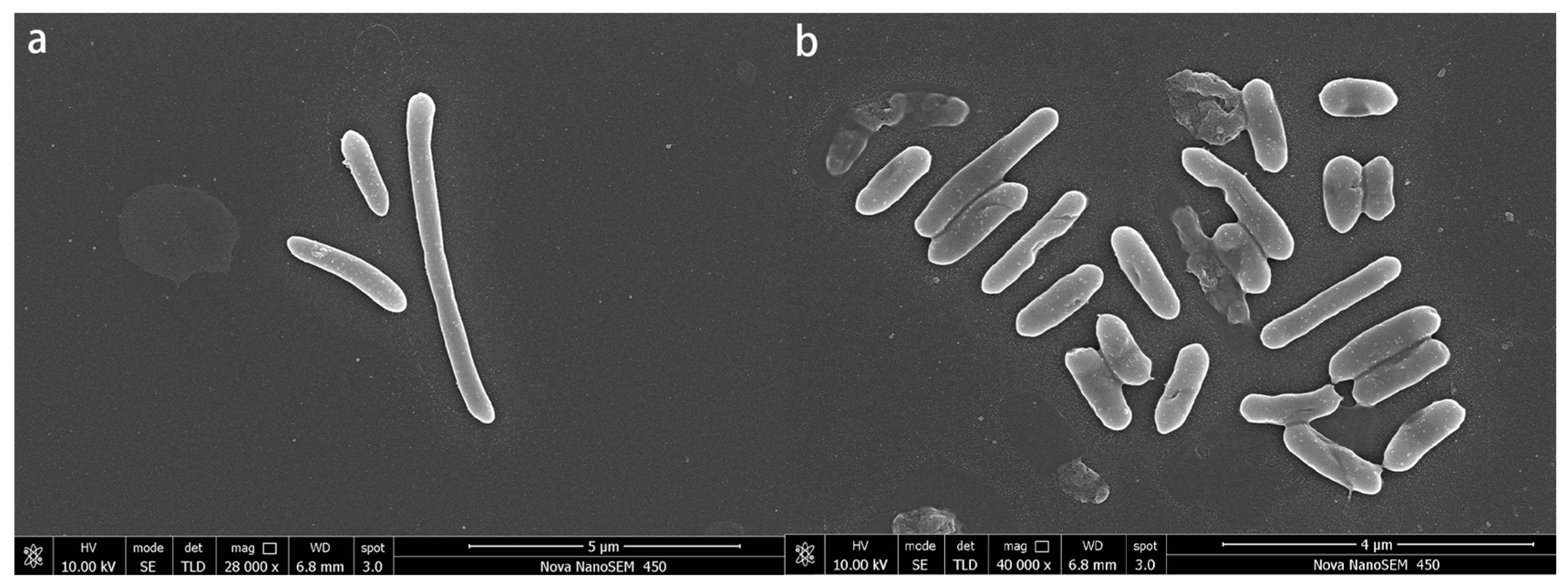 Microorganisms 13 01839 g004
