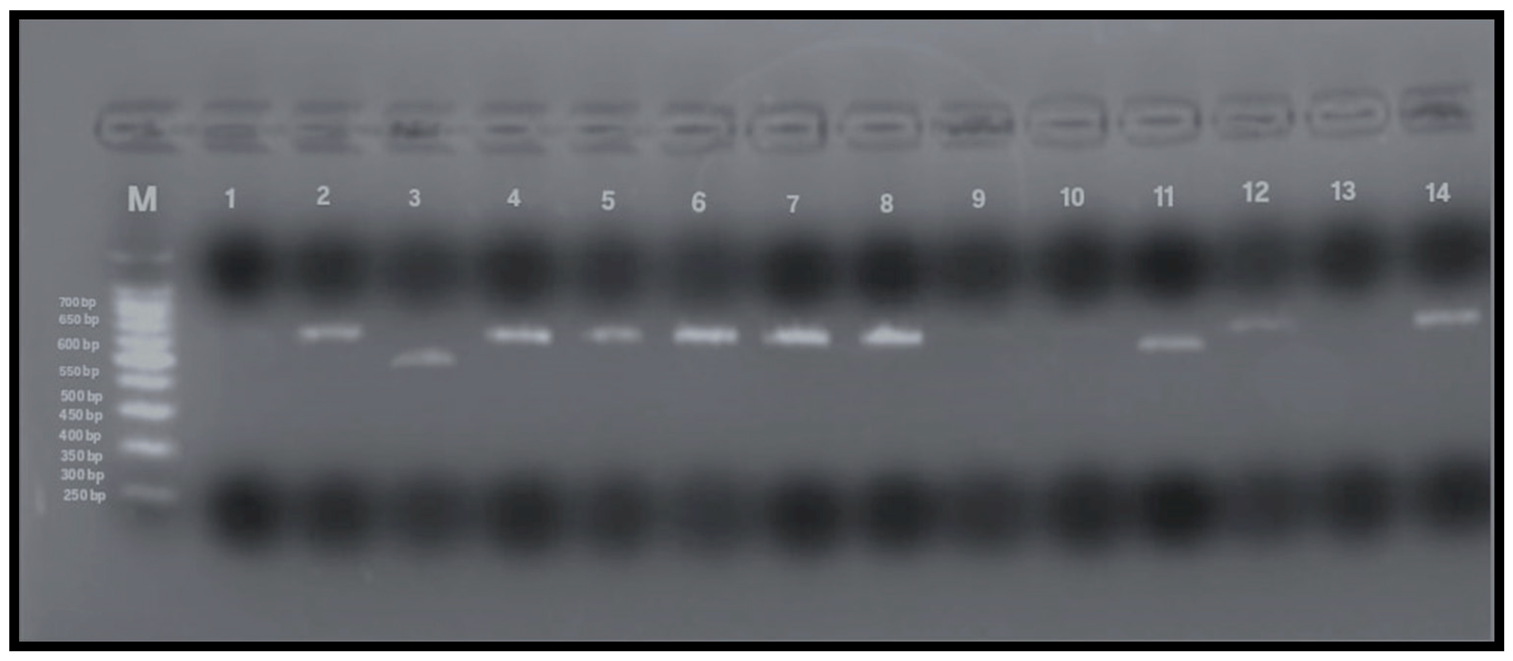 Microorganisms 13 01841 g004