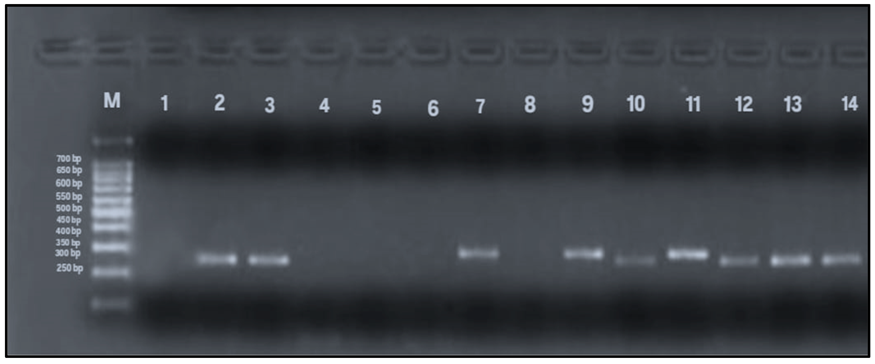 Microorganisms 13 01841 g005