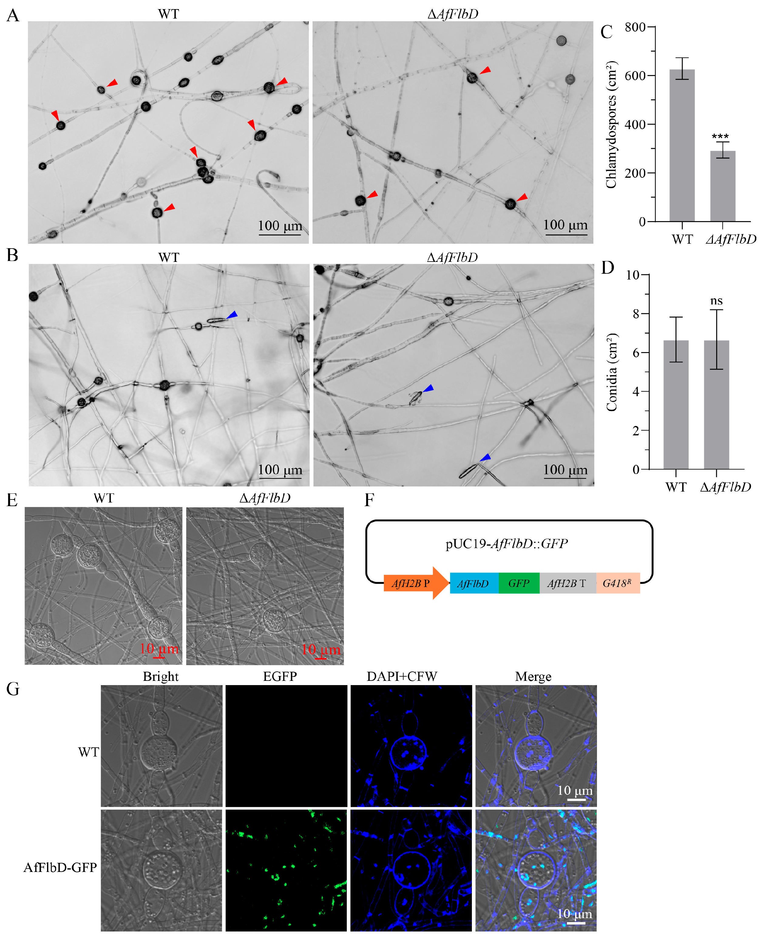Microorganisms 13 01847 g006