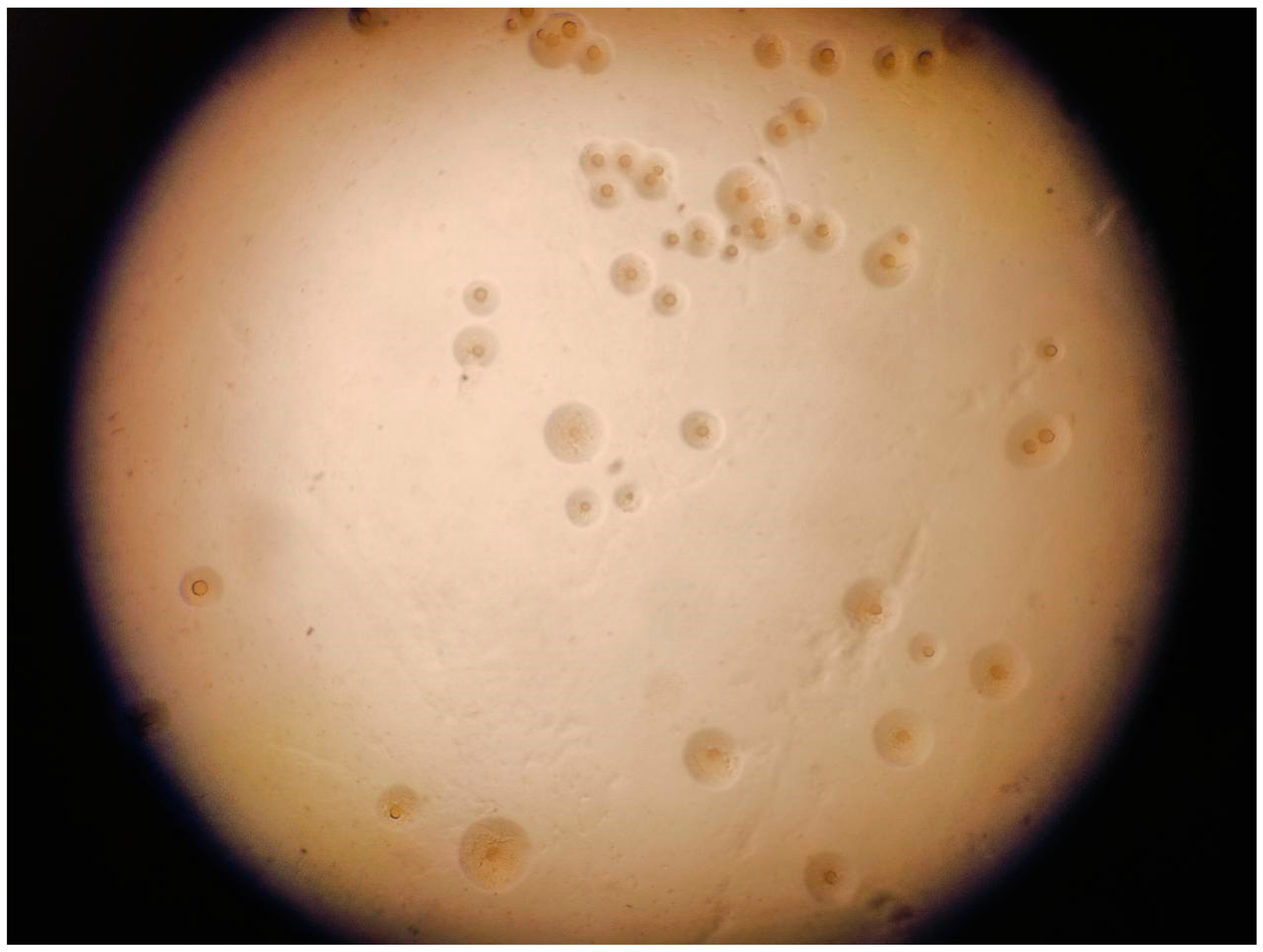 Microorganisms 13 01850 g001