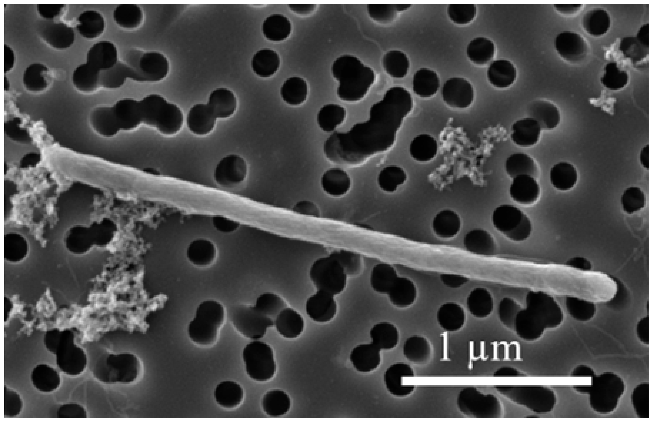 Microorganisms 13 01863 g001 Microorganisms 13 01863 g001