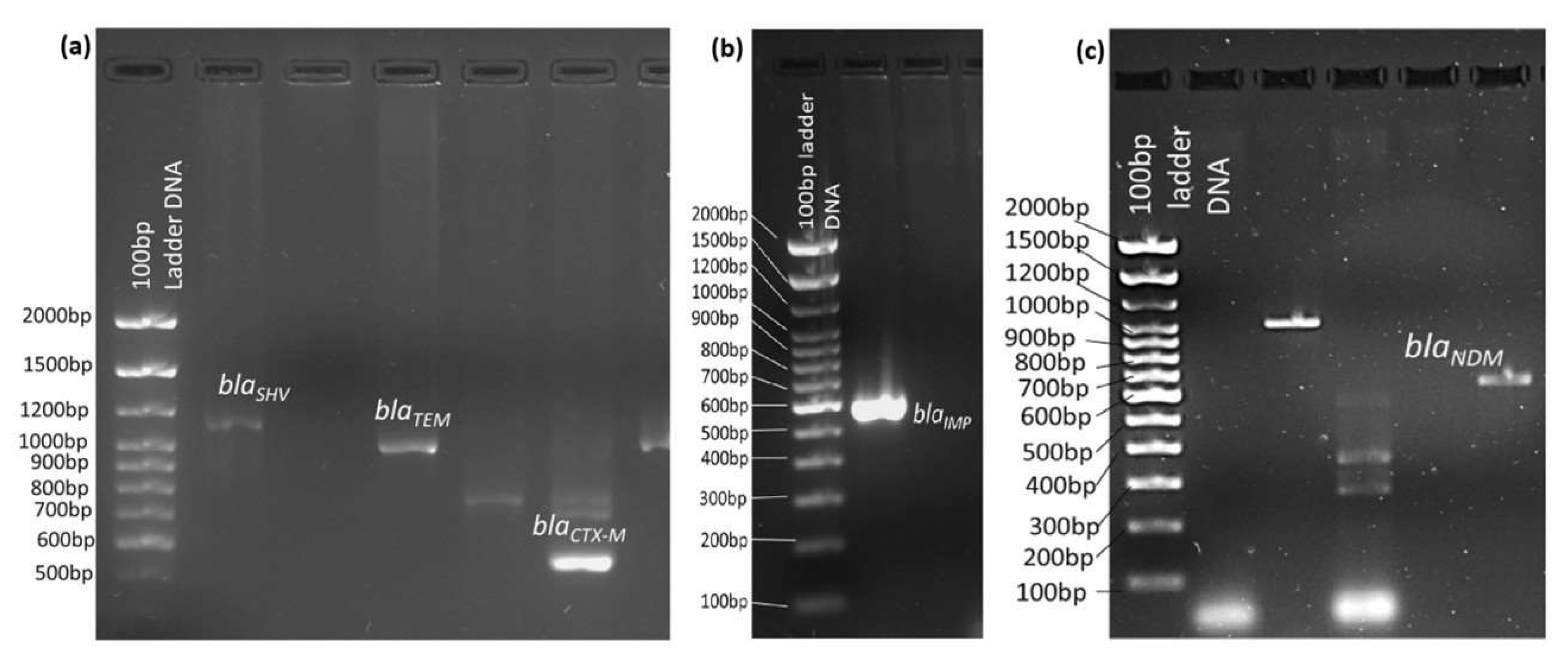 Microorganisms 13 01880 g001 Microorganisms 13 01880 g001