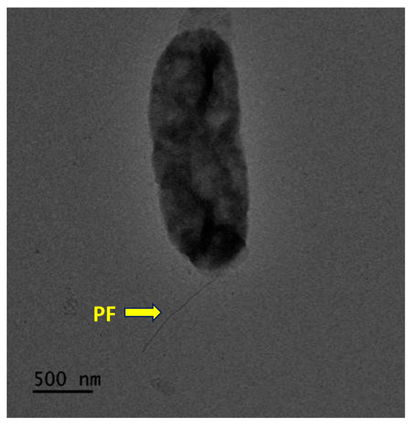 Microorganisms 13 01888 g004