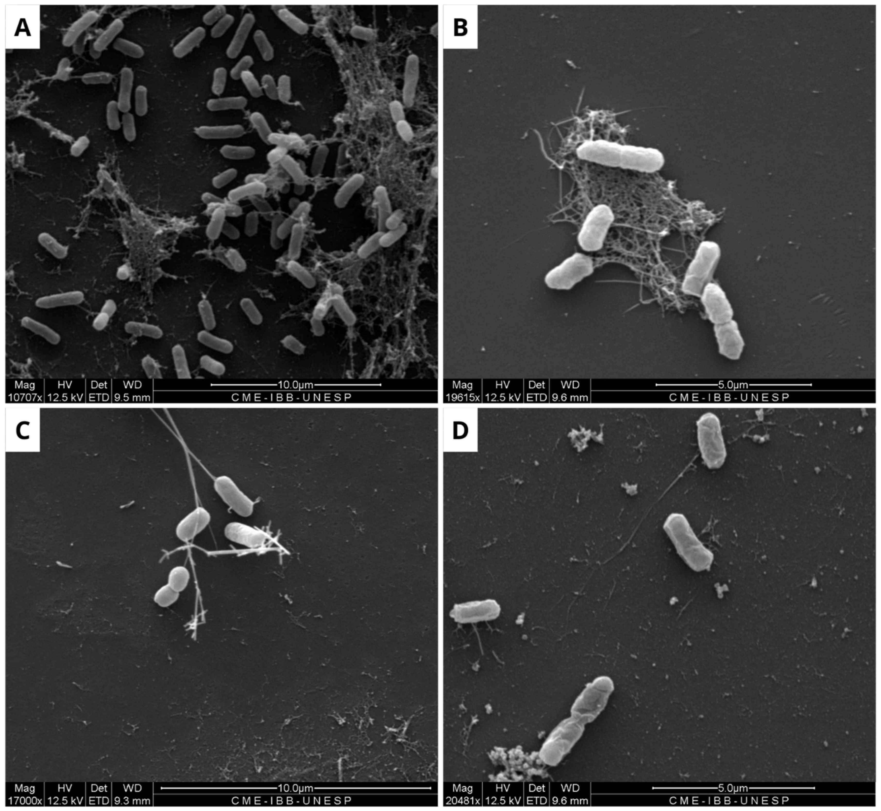 Microorganisms 13 01901 g003