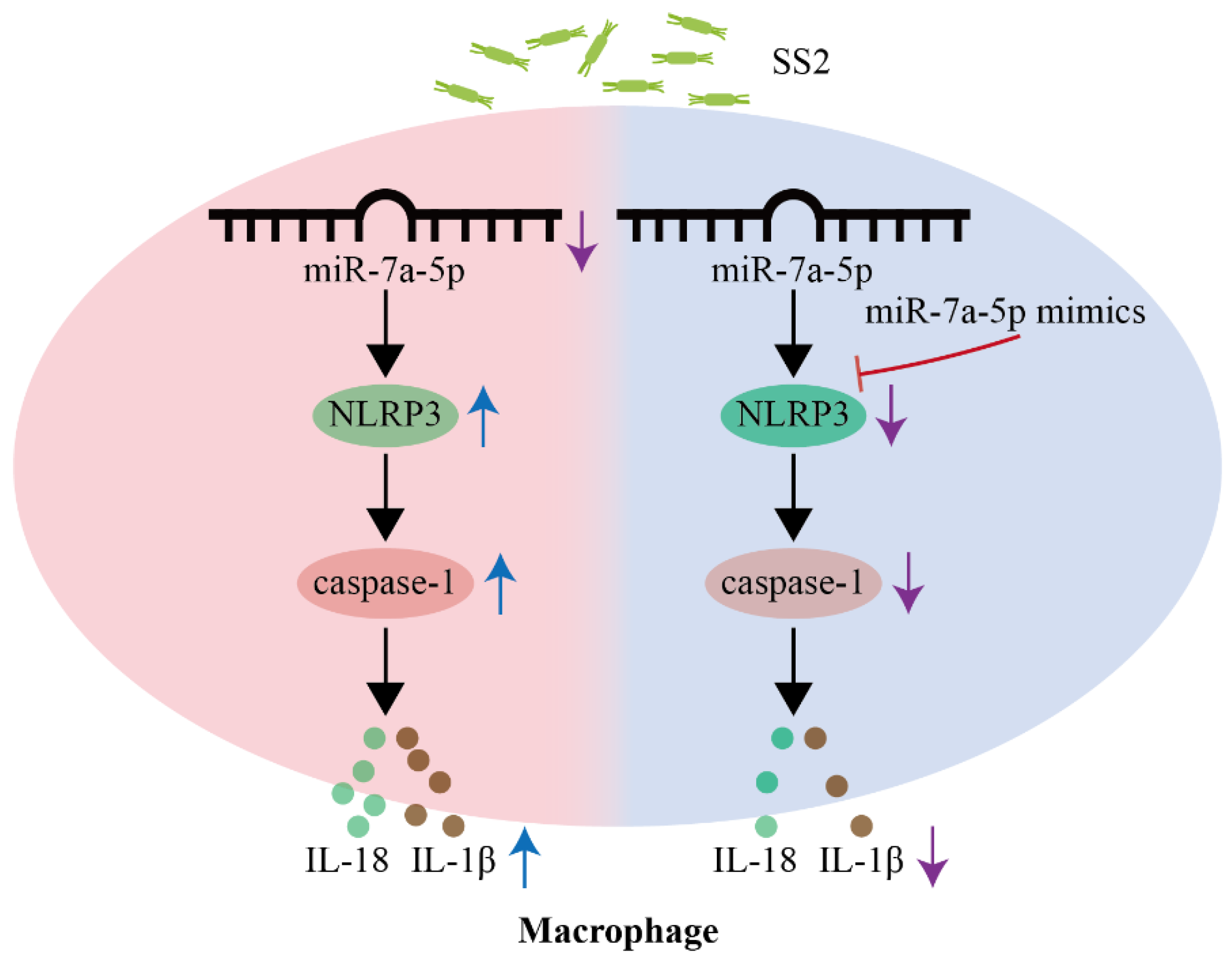 Microorganisms 13 01924 g007