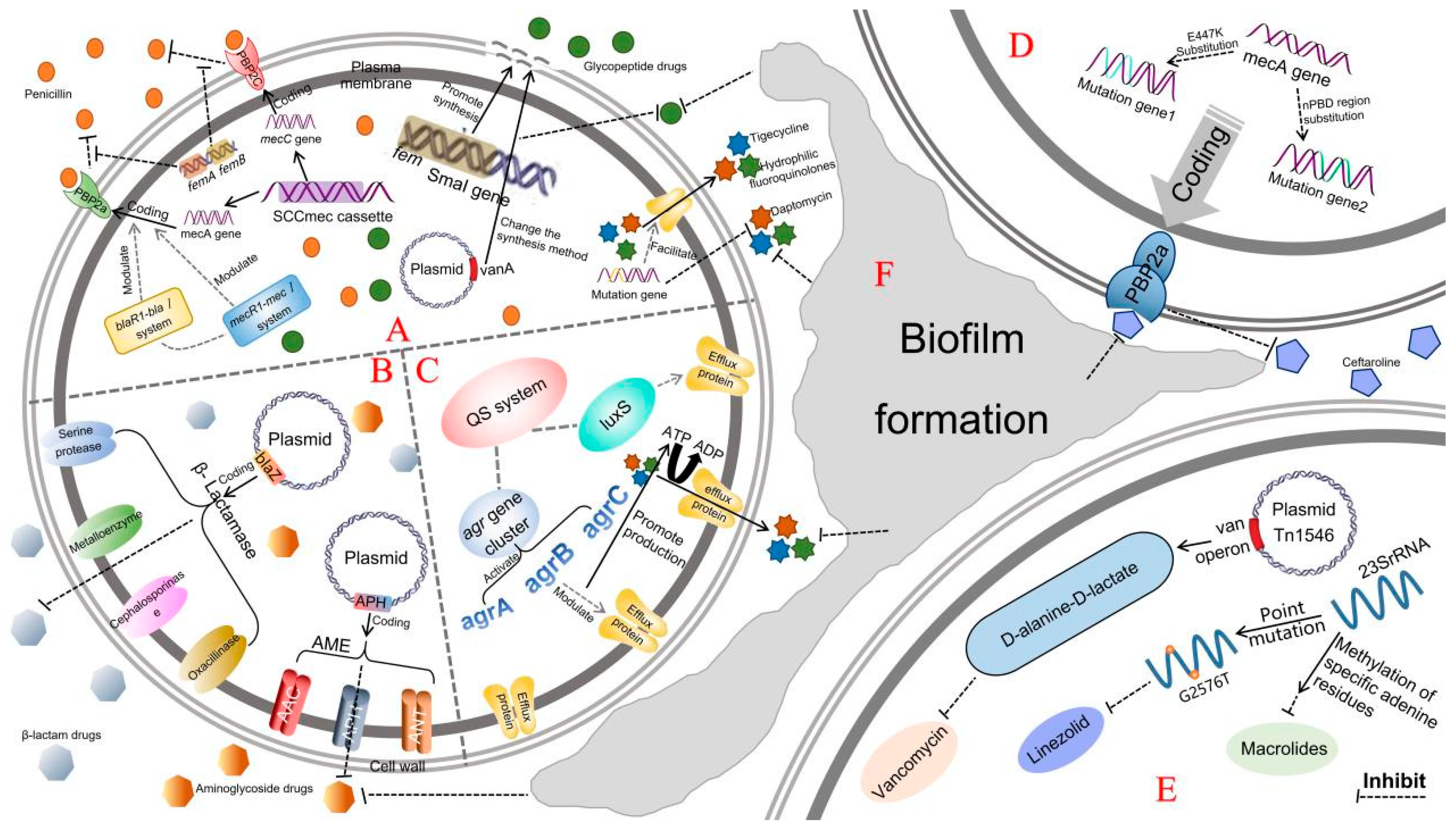 Microorganisms 13 01928 g001