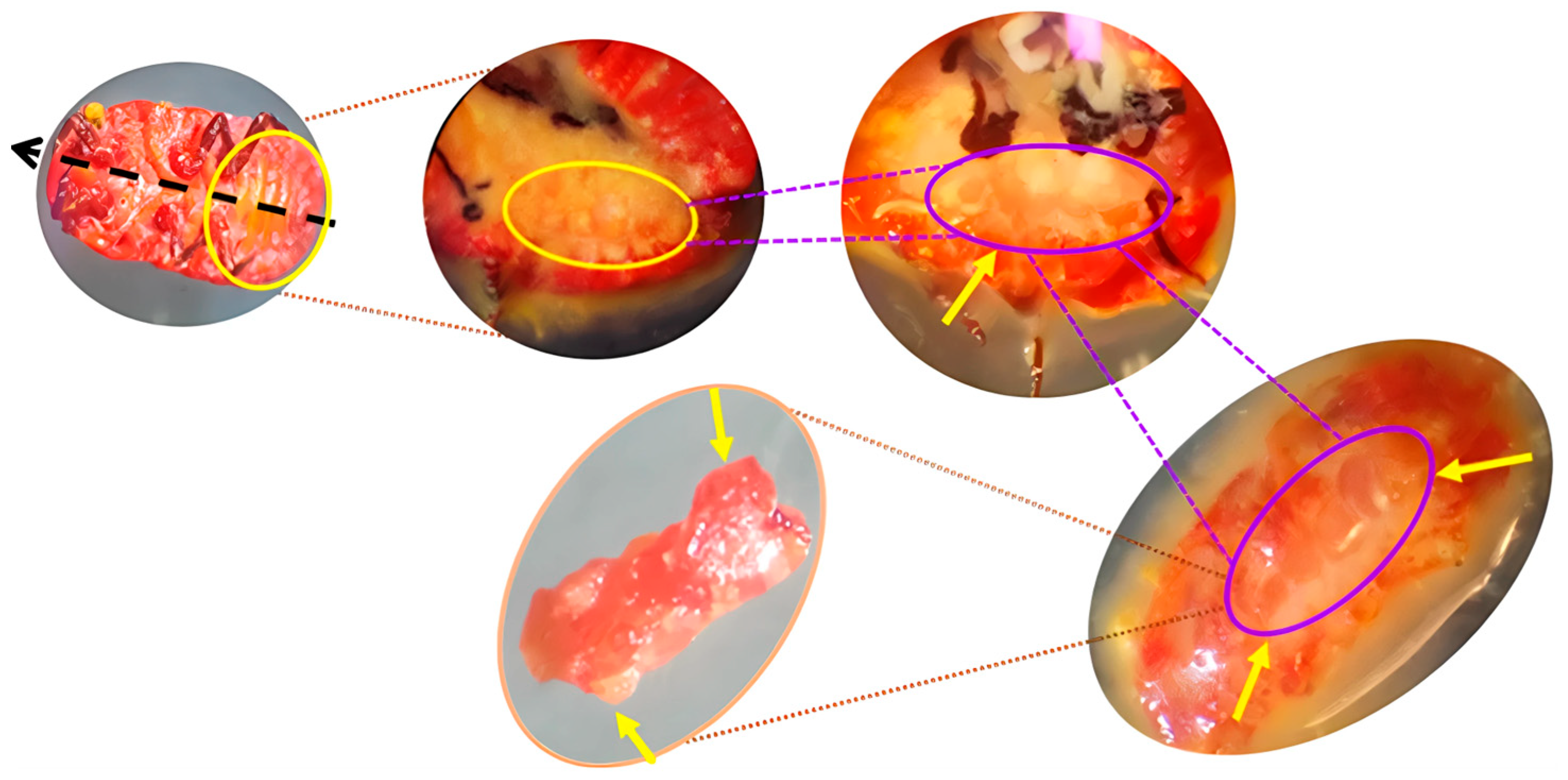 Microorganisms 13 01930 g002