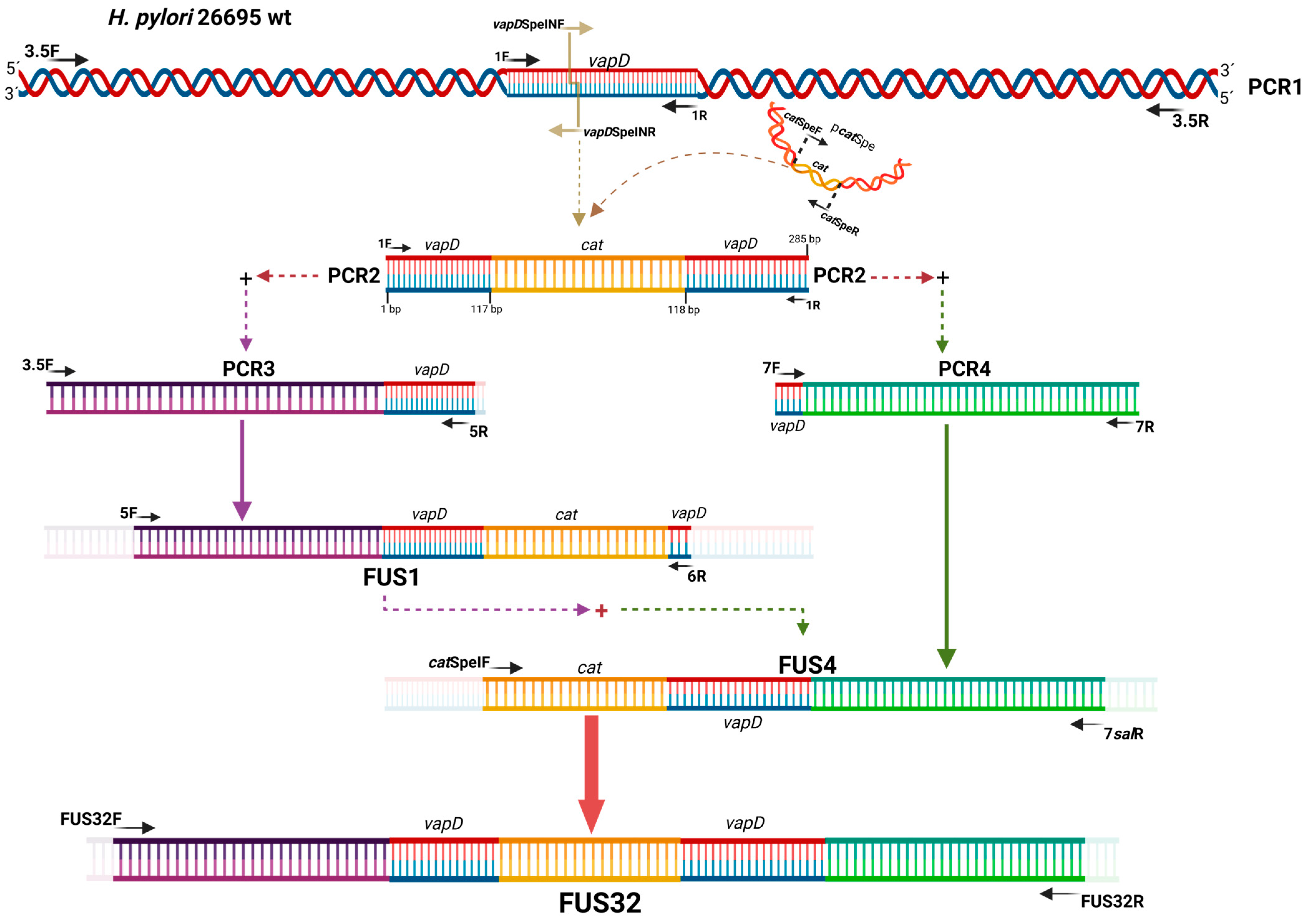 Microorganisms 13 01952 g001 Microorganisms 13 01952 g001