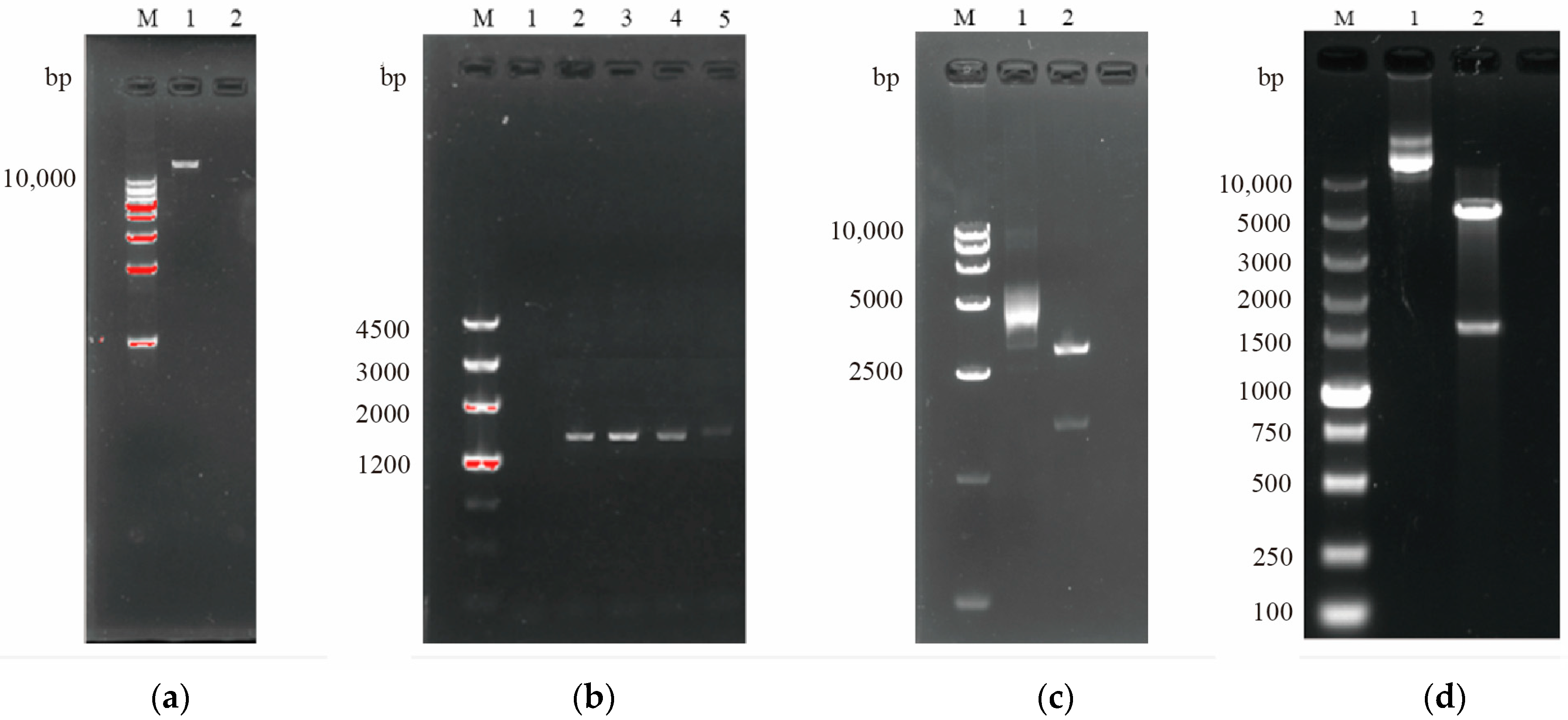 Microorganisms 13 01953 g005