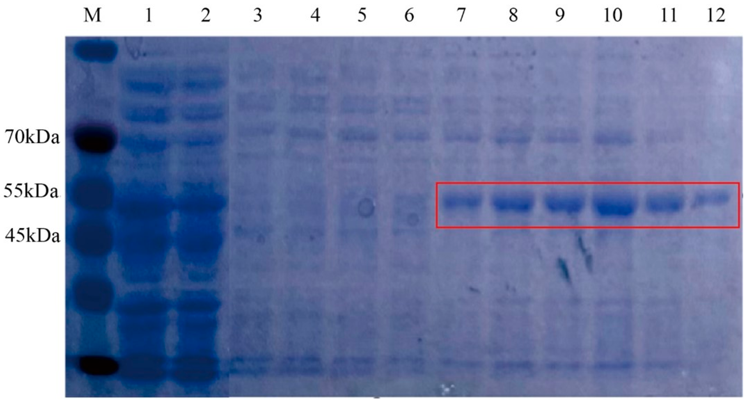 Microorganisms 13 01953 g006