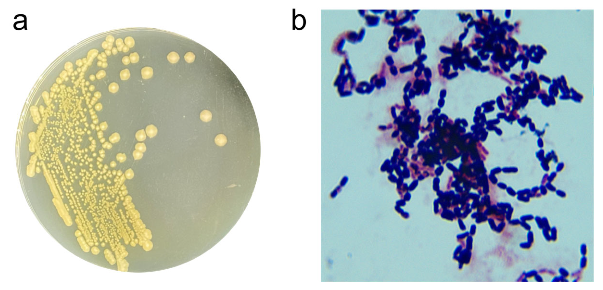 Microorganisms 13 01954 g001