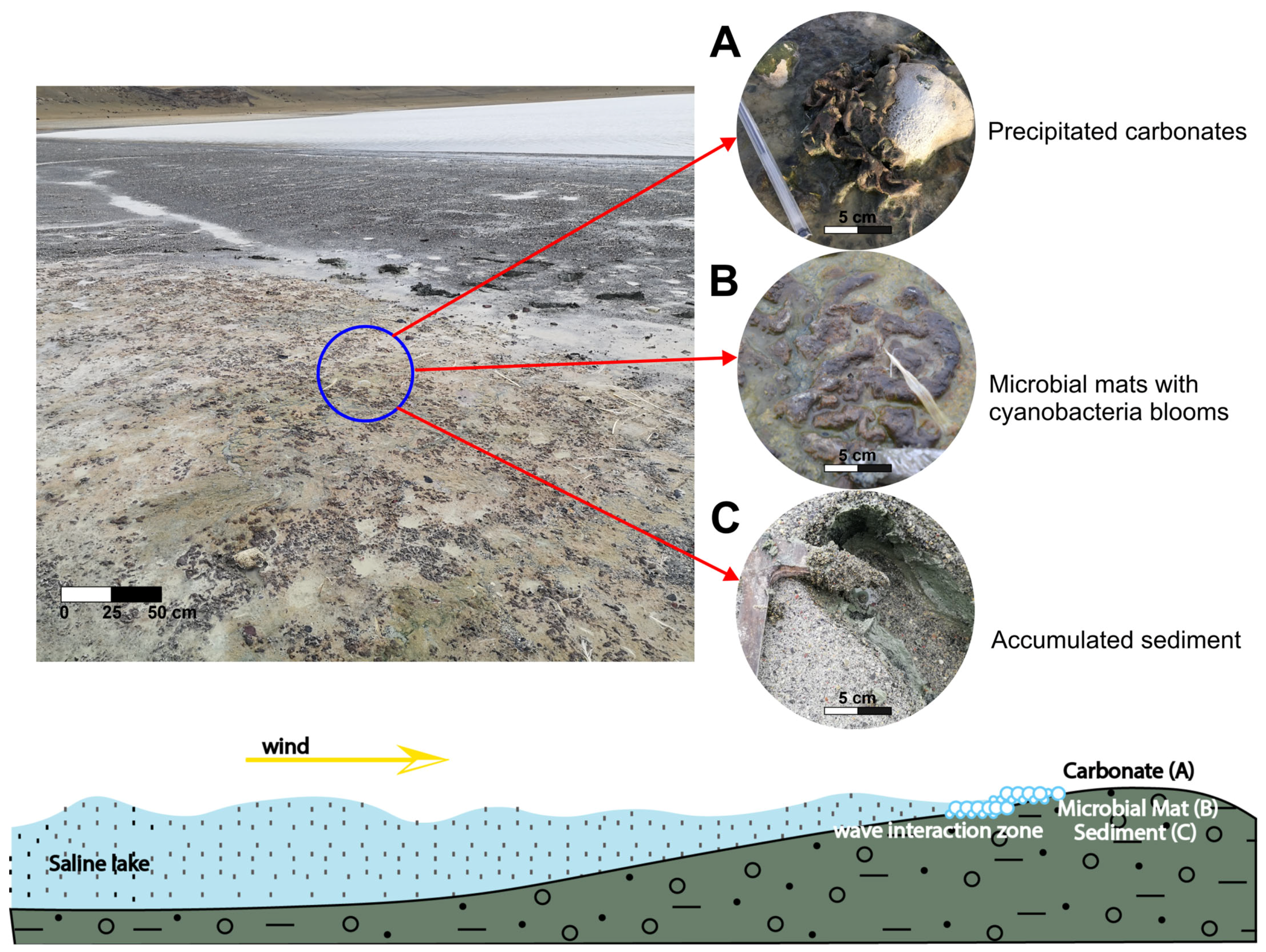 Microorganisms 13 01957 g003