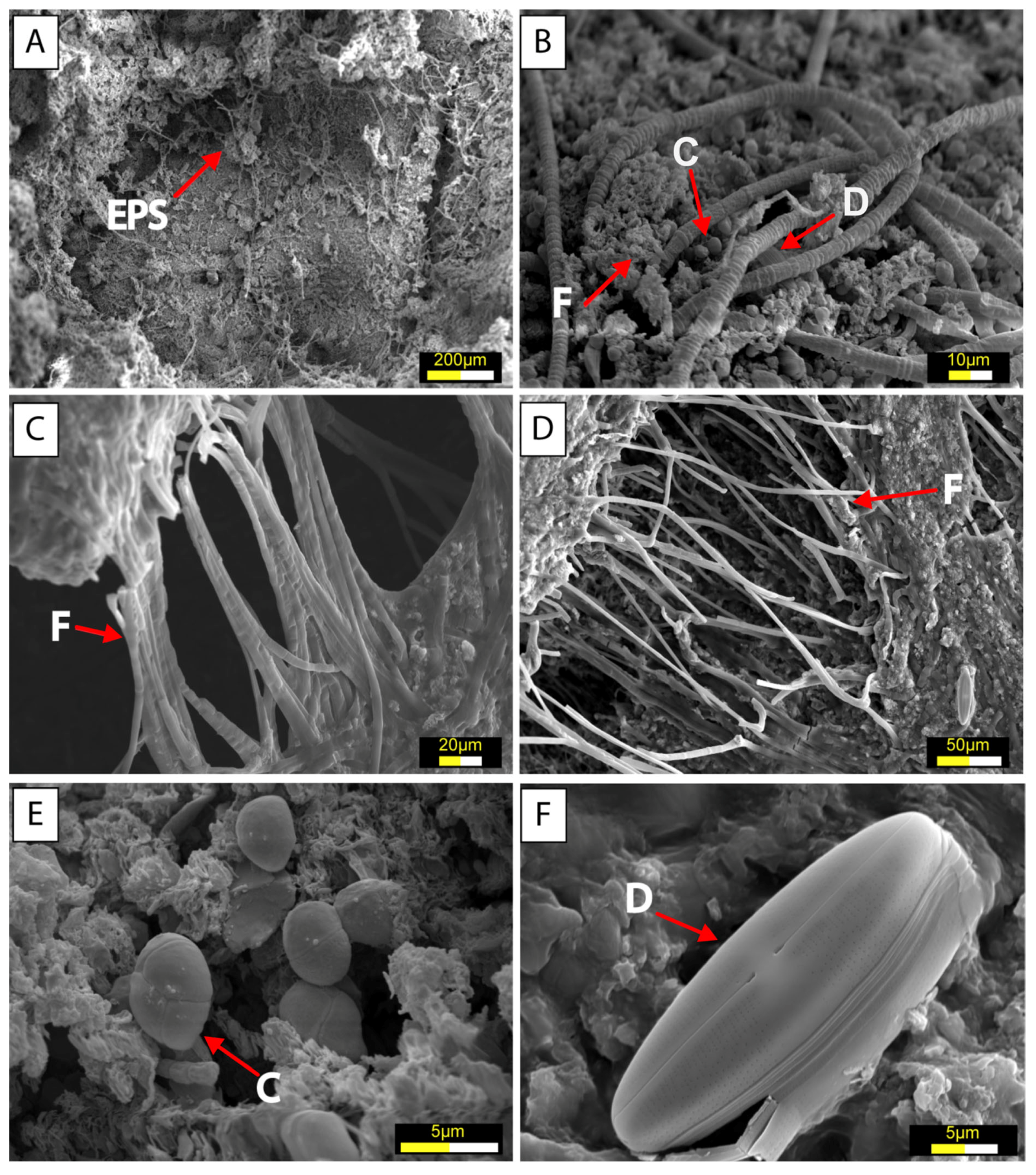 Microorganisms 13 01957 g007