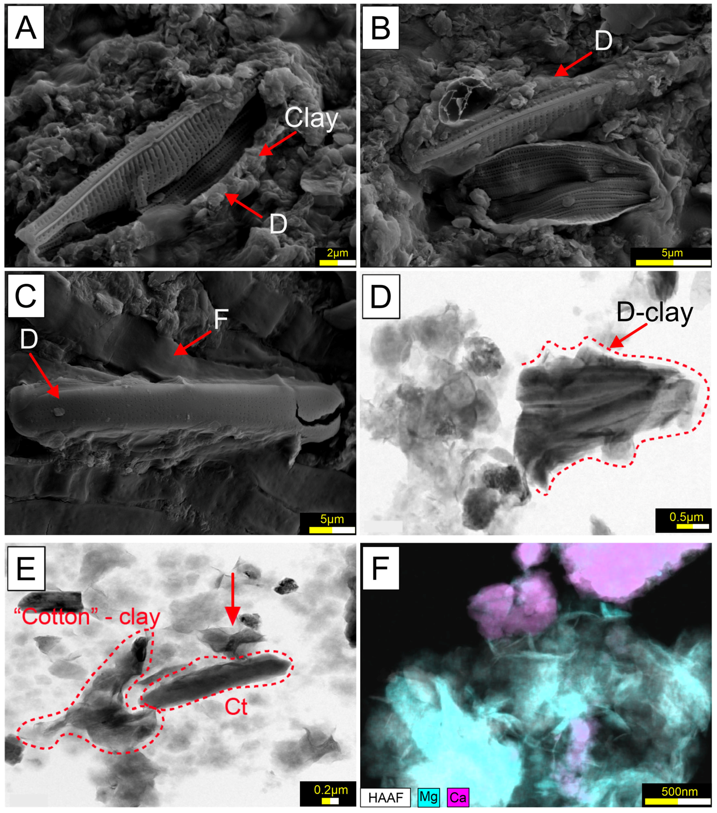 Microorganisms 13 01957 g008