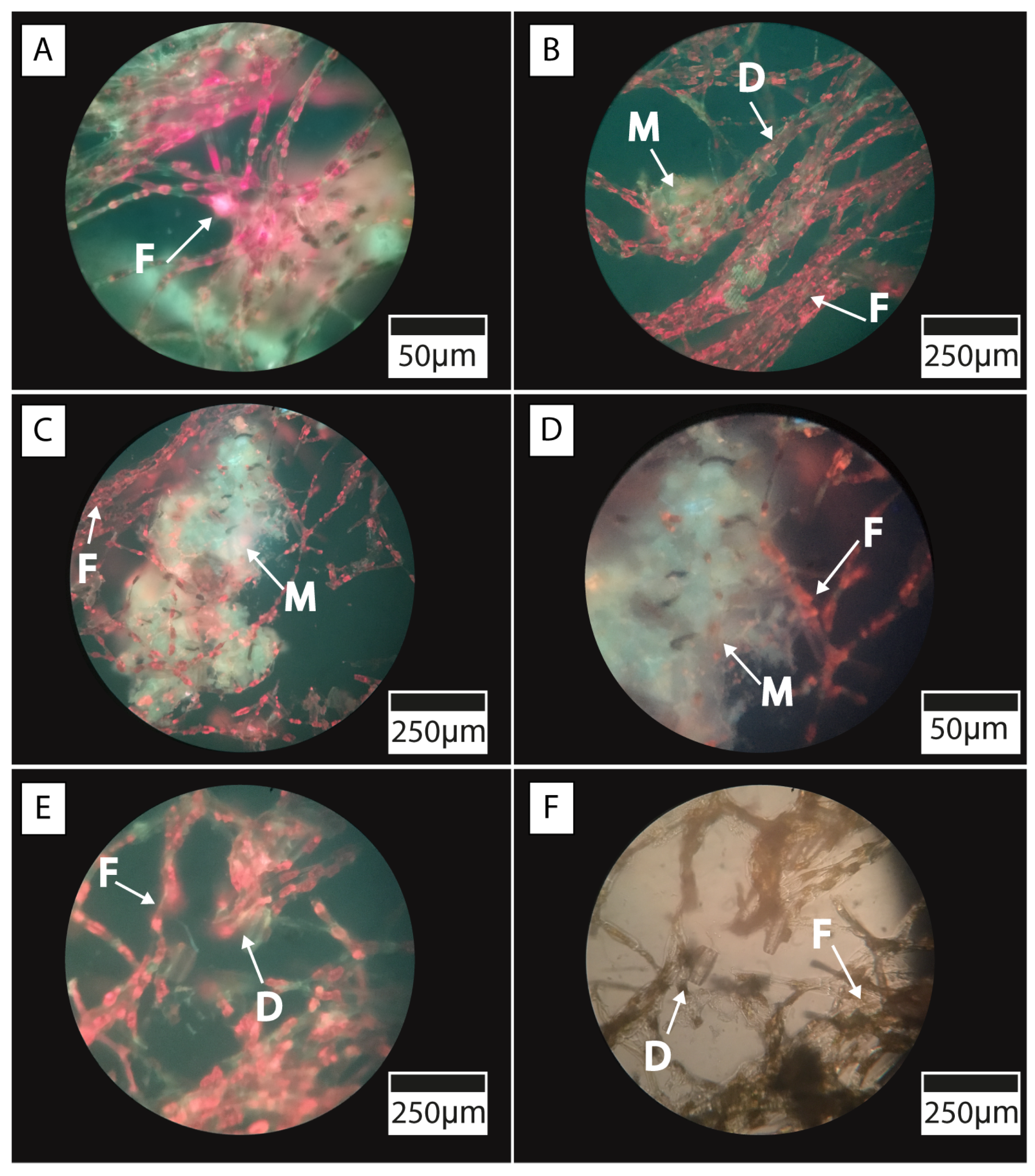 Microorganisms 13 01957 g009