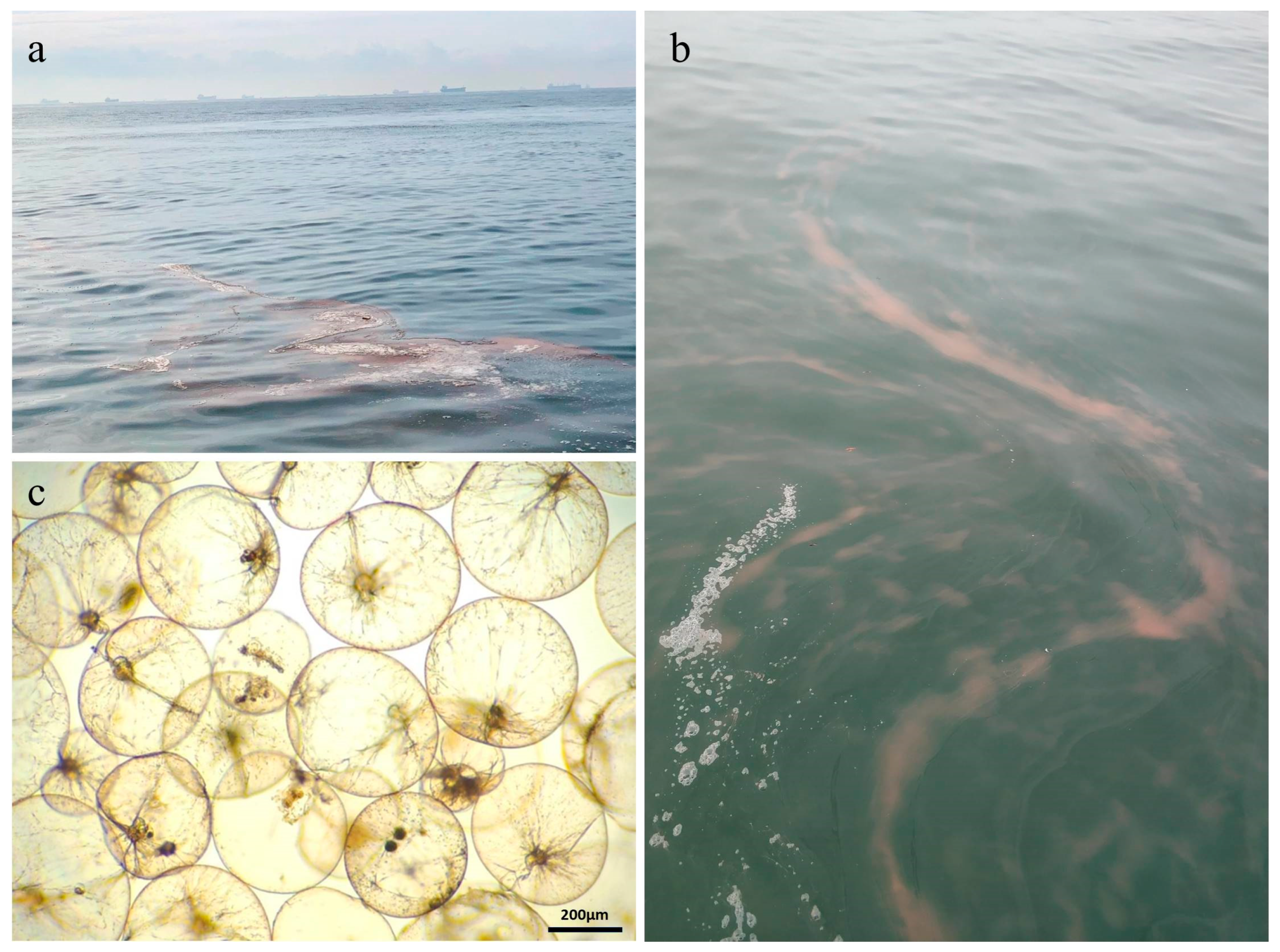 Microorganisms 13 01959 g002