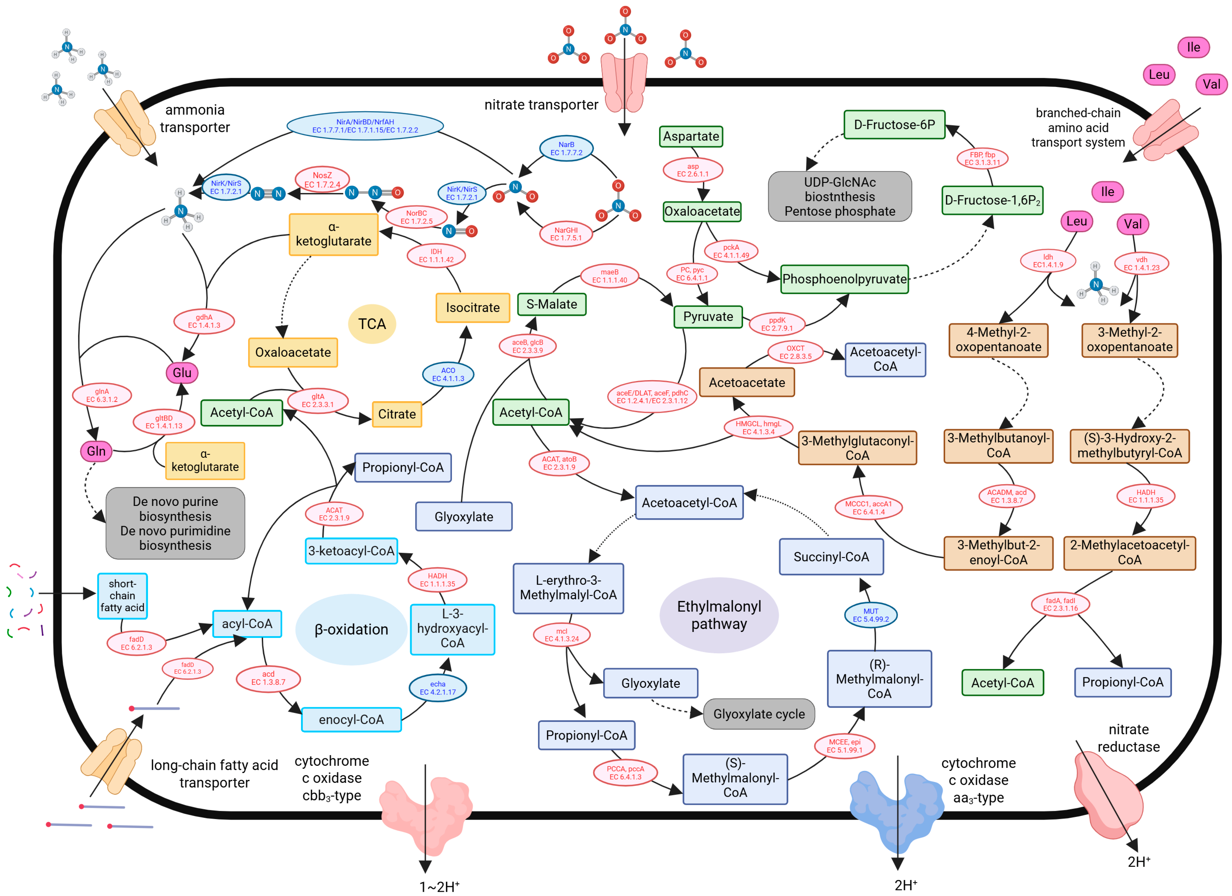 Microorganisms 13 01959 g008