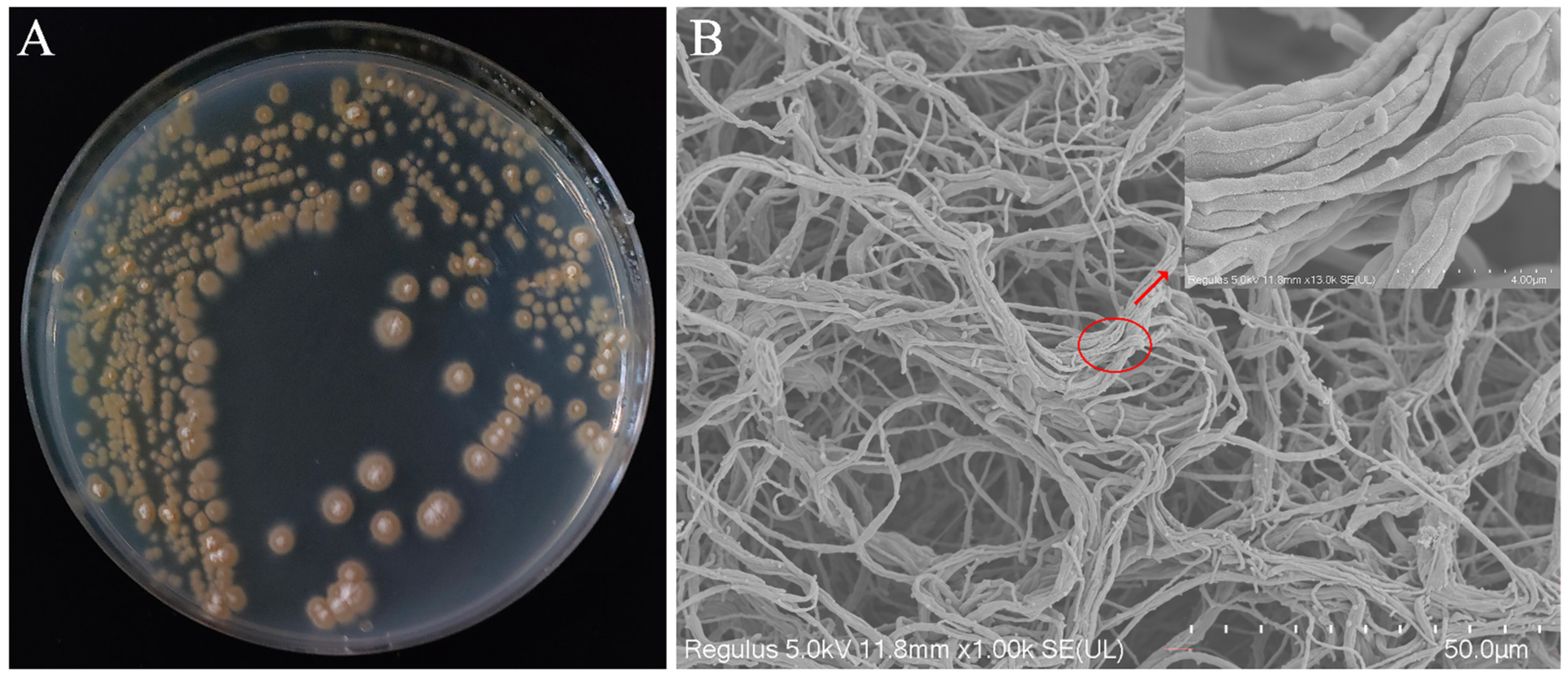 Microorganisms 13 01964 g001
