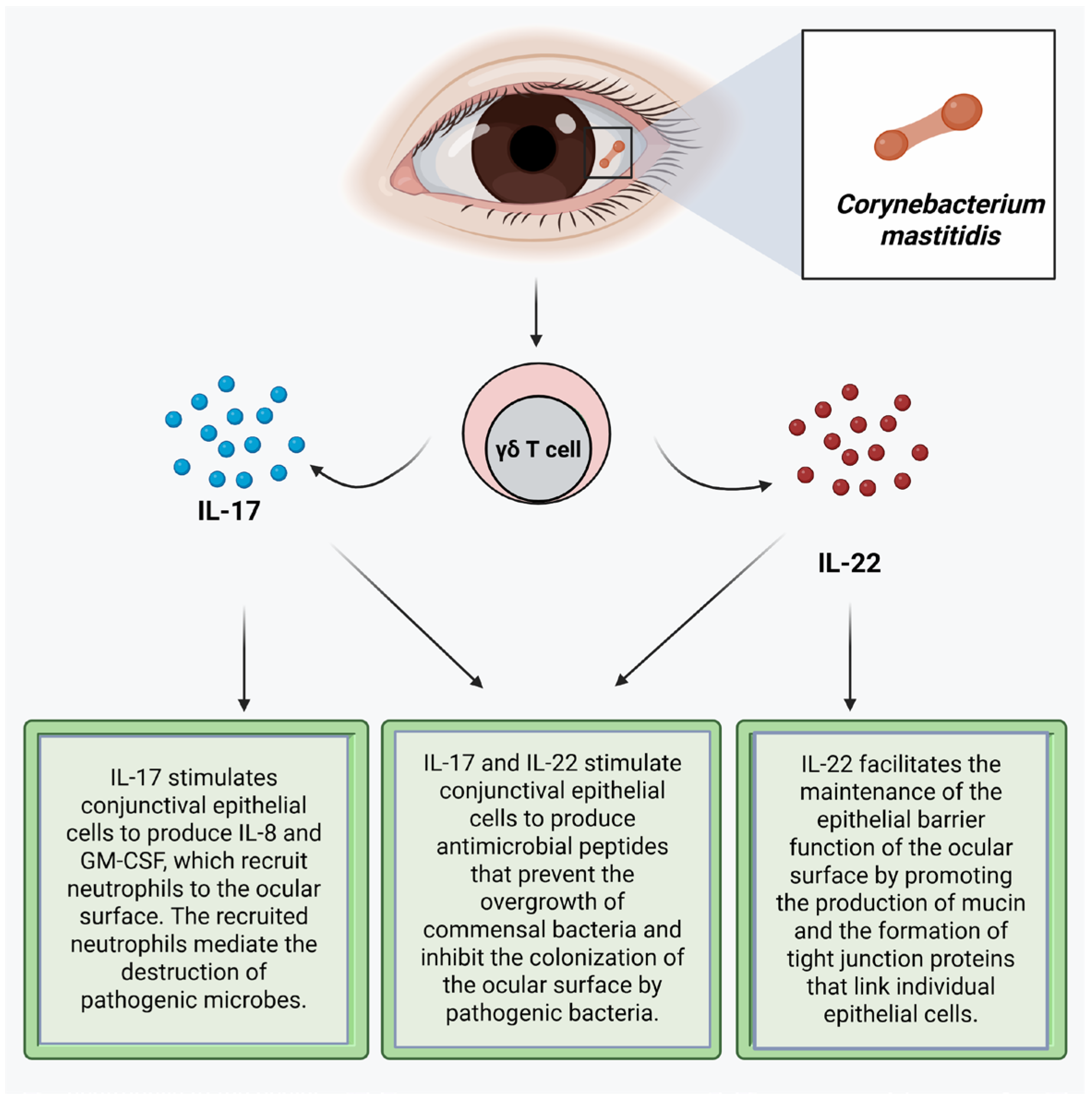 Microorganisms 13 01992 g001 Microorganisms 13 01992 g001
