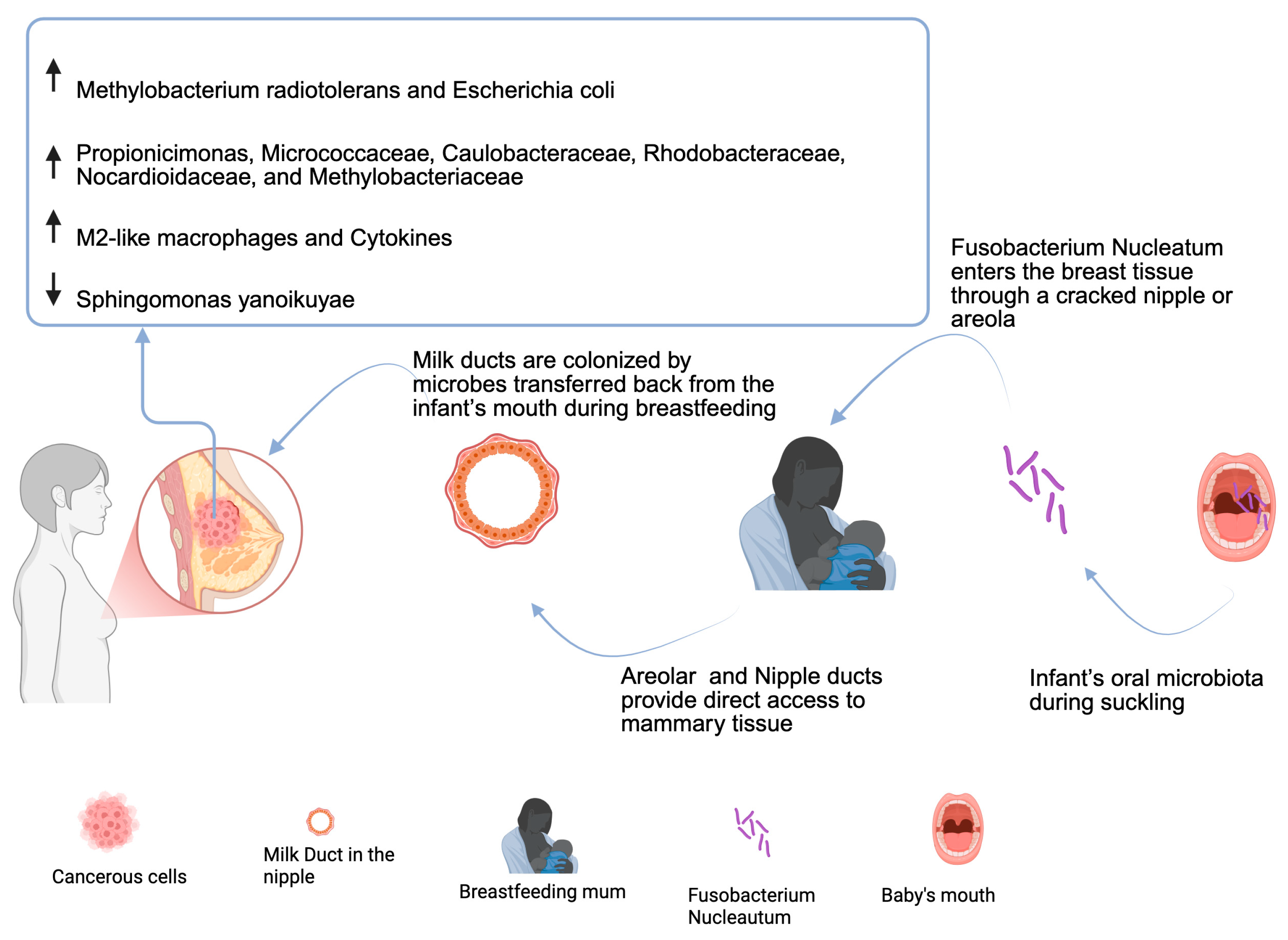 Microorganisms 13 01995 g002
