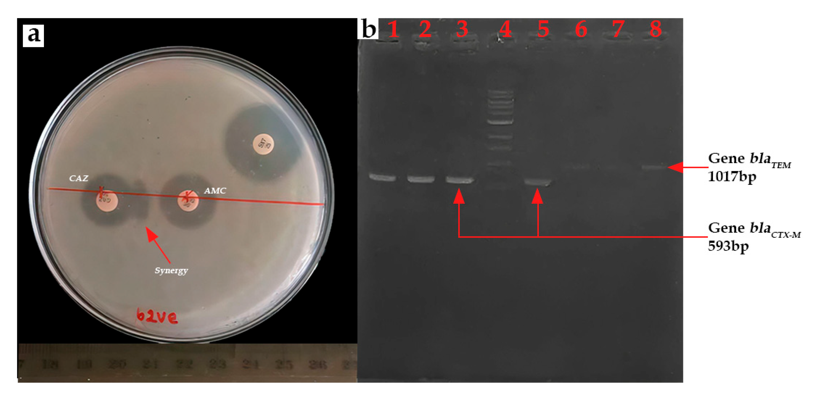 Microorganisms 13 01997 g008 Microorganisms 13 01997 g008