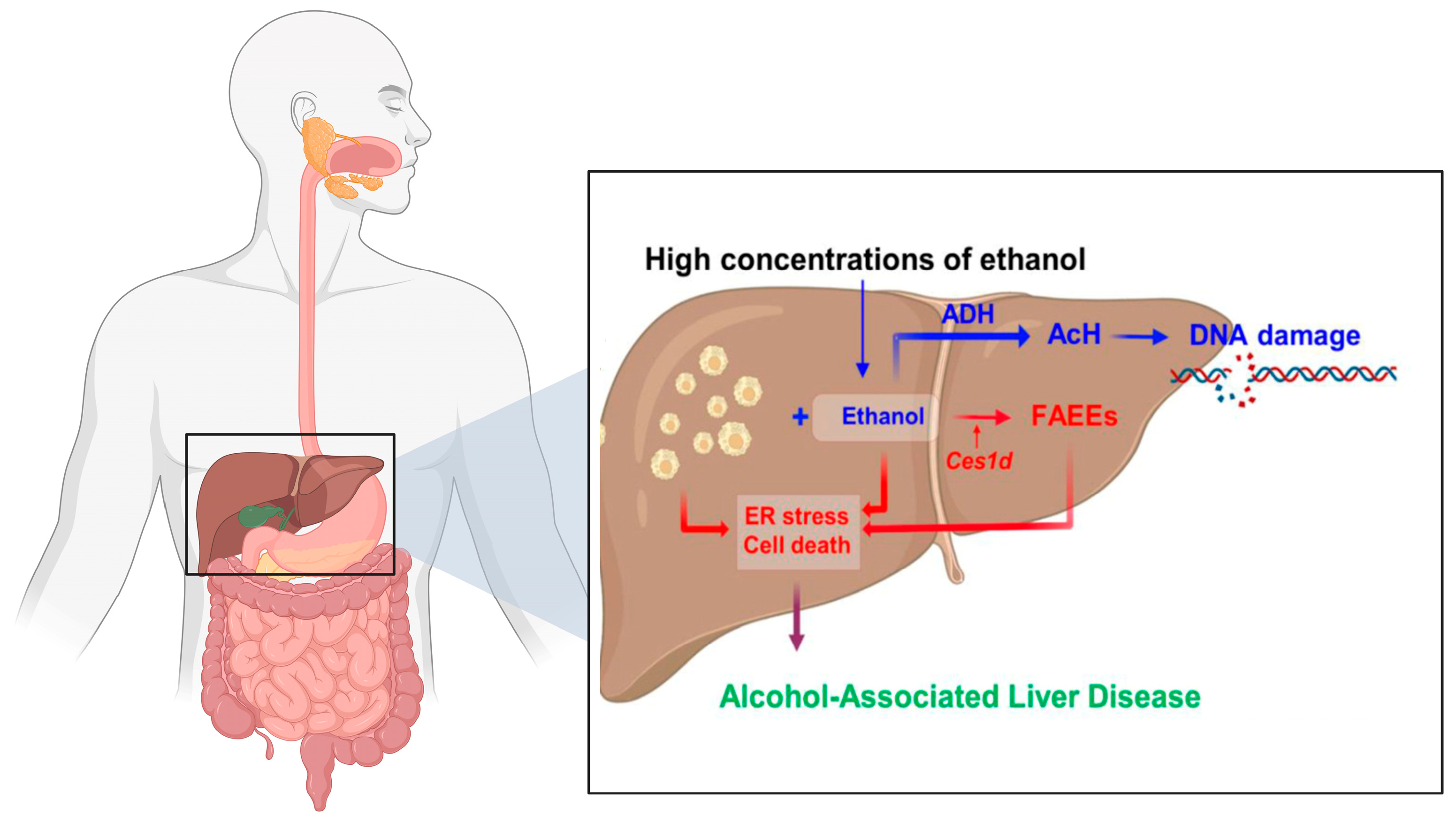 Microorganisms 13 02000 g002
