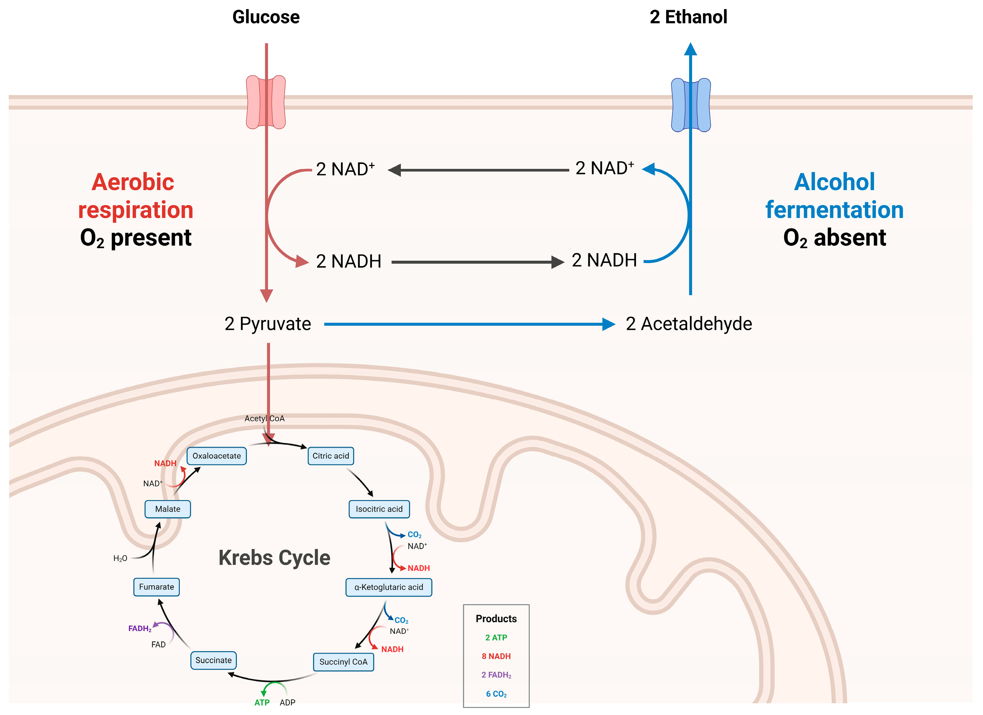 Microorganisms 13 02000 g003