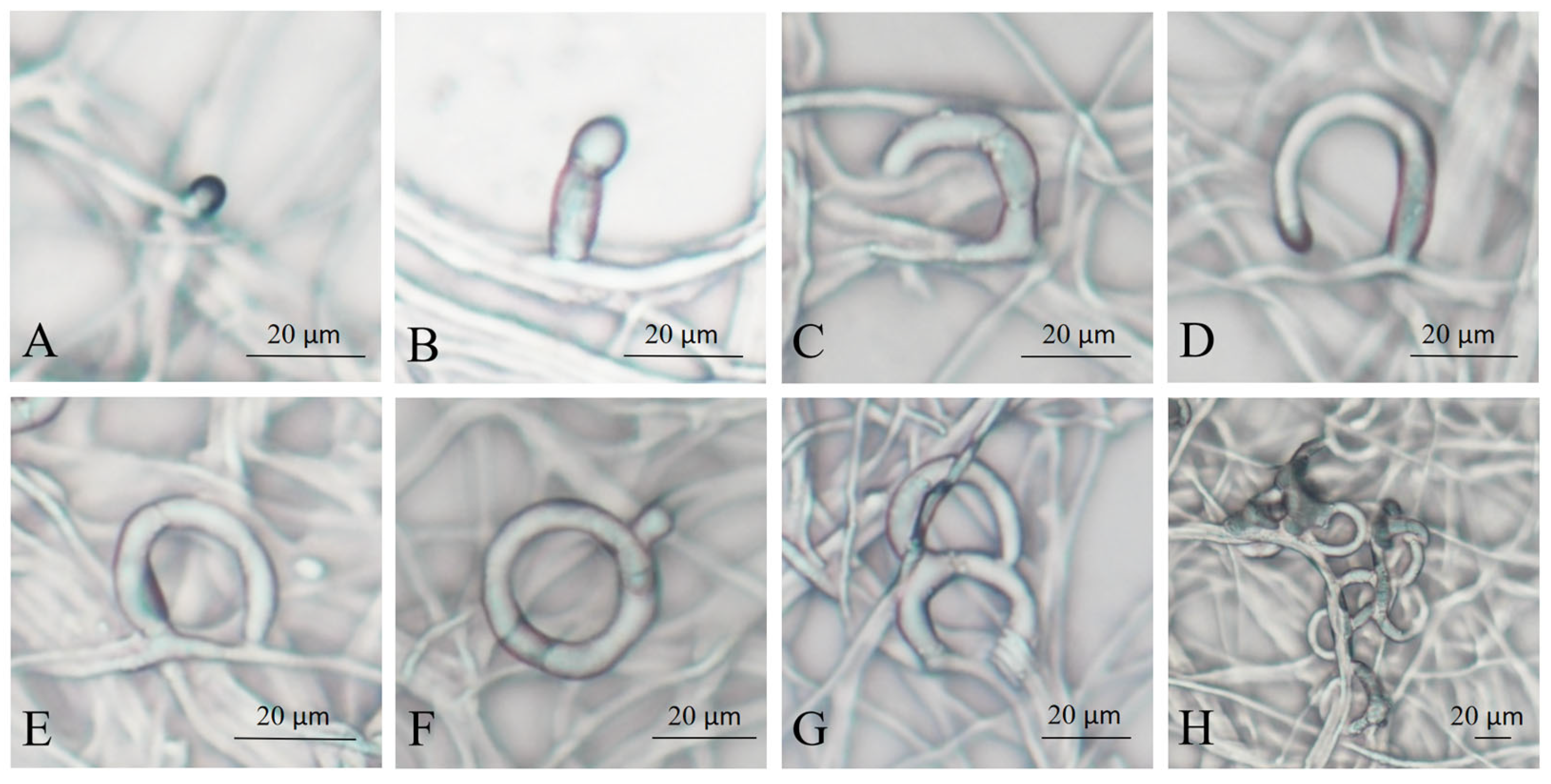 Microorganisms 13 02001 g001