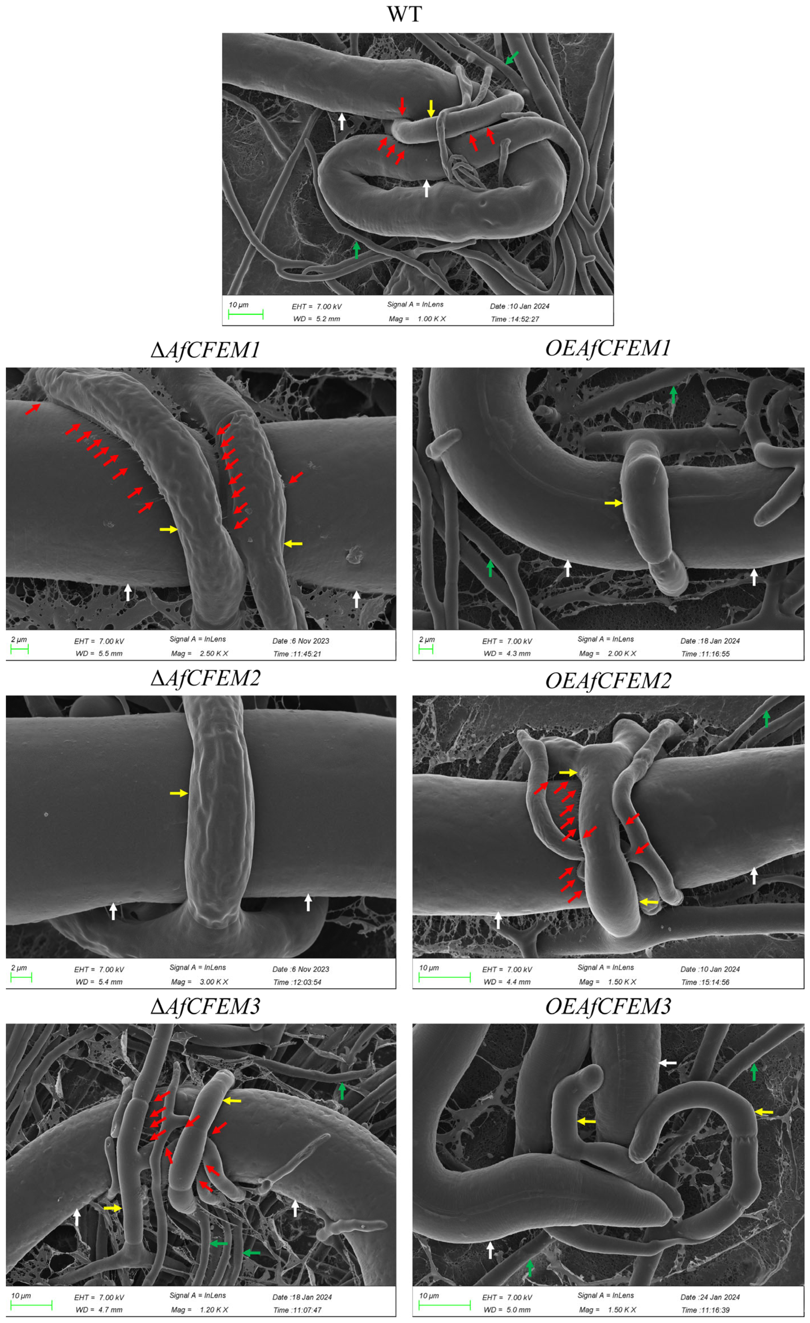 Microorganisms 13 02001 g004