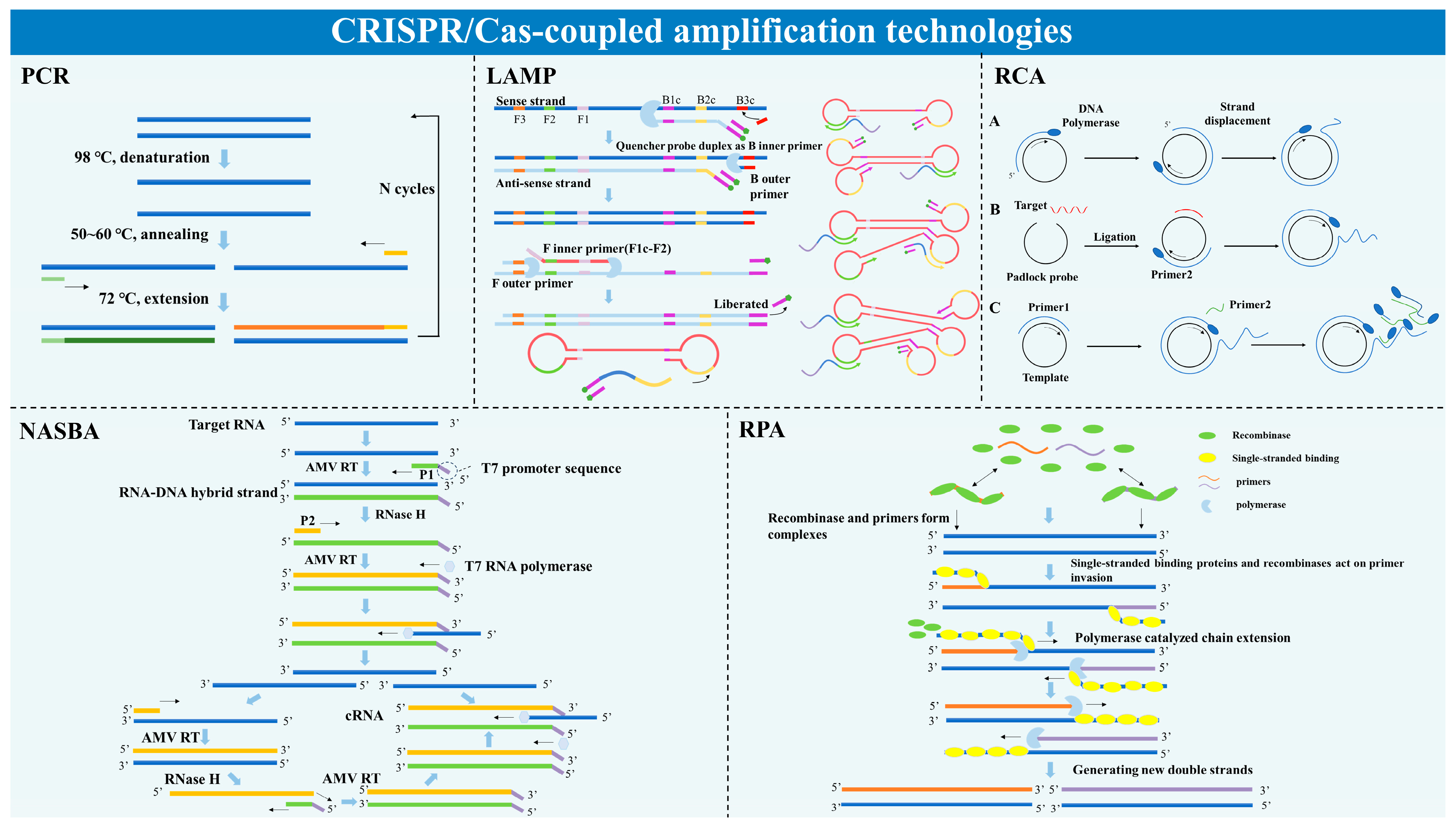 Microorganisms 13 02006 g004