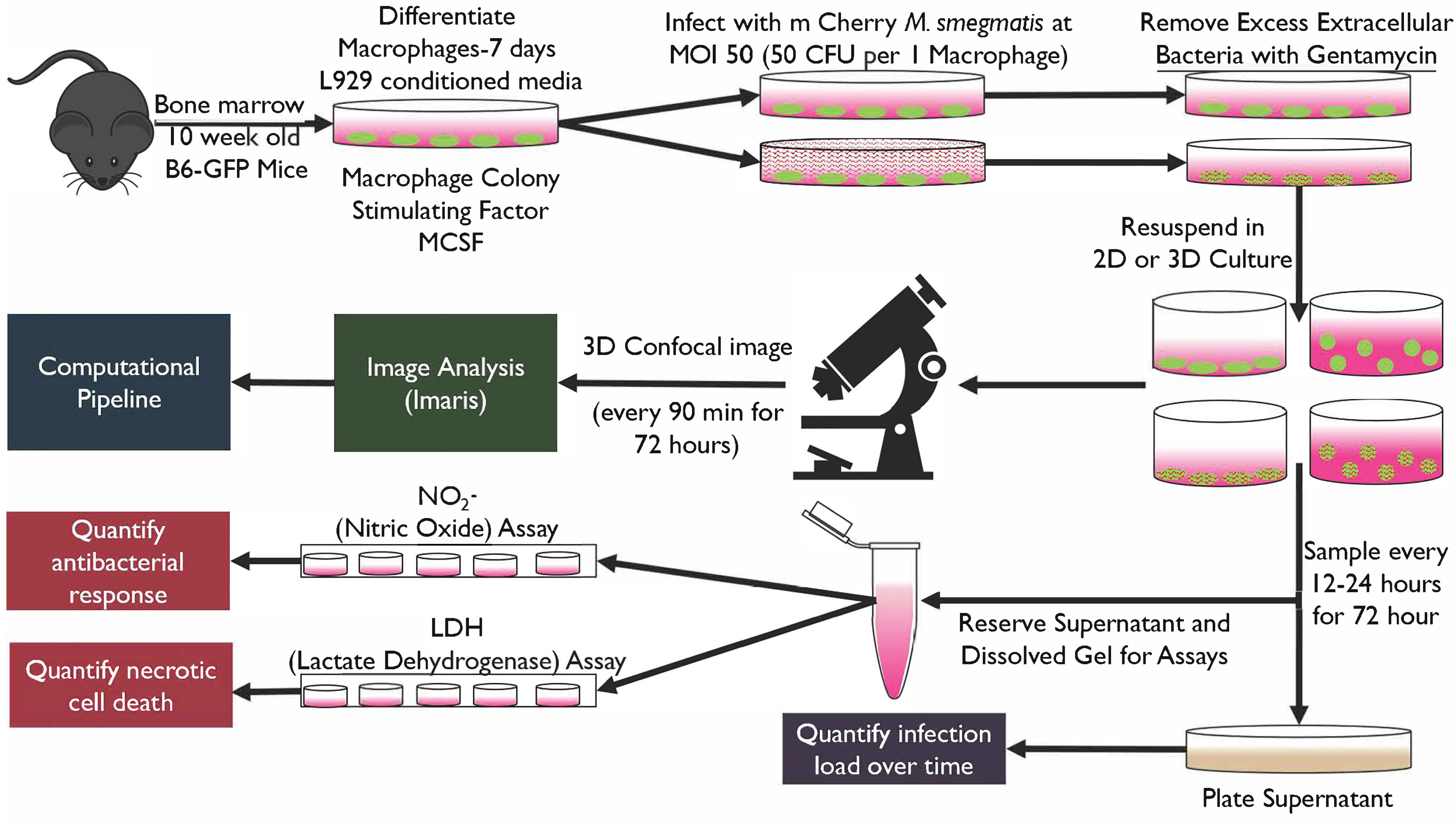 Microorganisms 13 02026 g001 Microorganisms 13 02026 g001