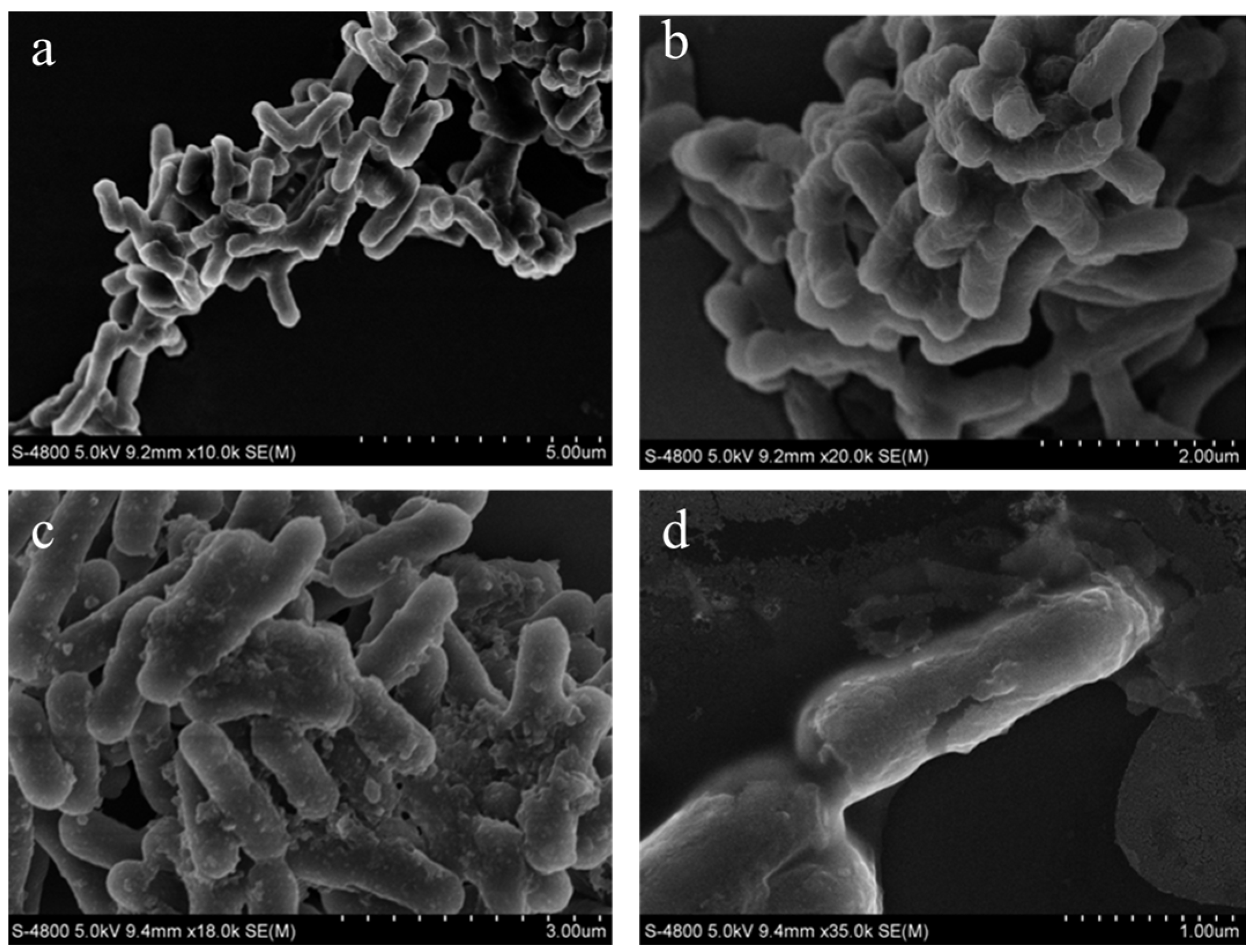 Microorganisms 13 02027 g010