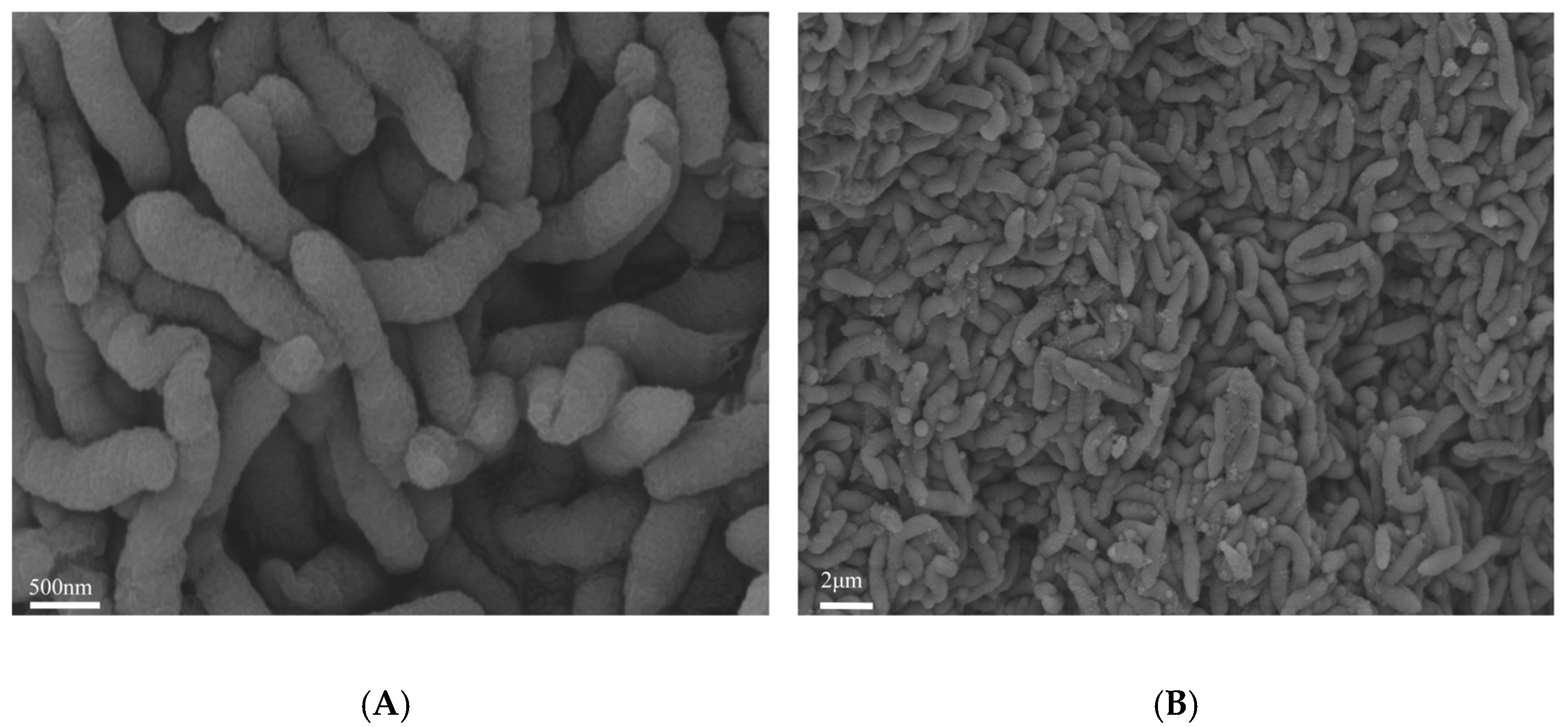 Microorganisms 13 02033 g001