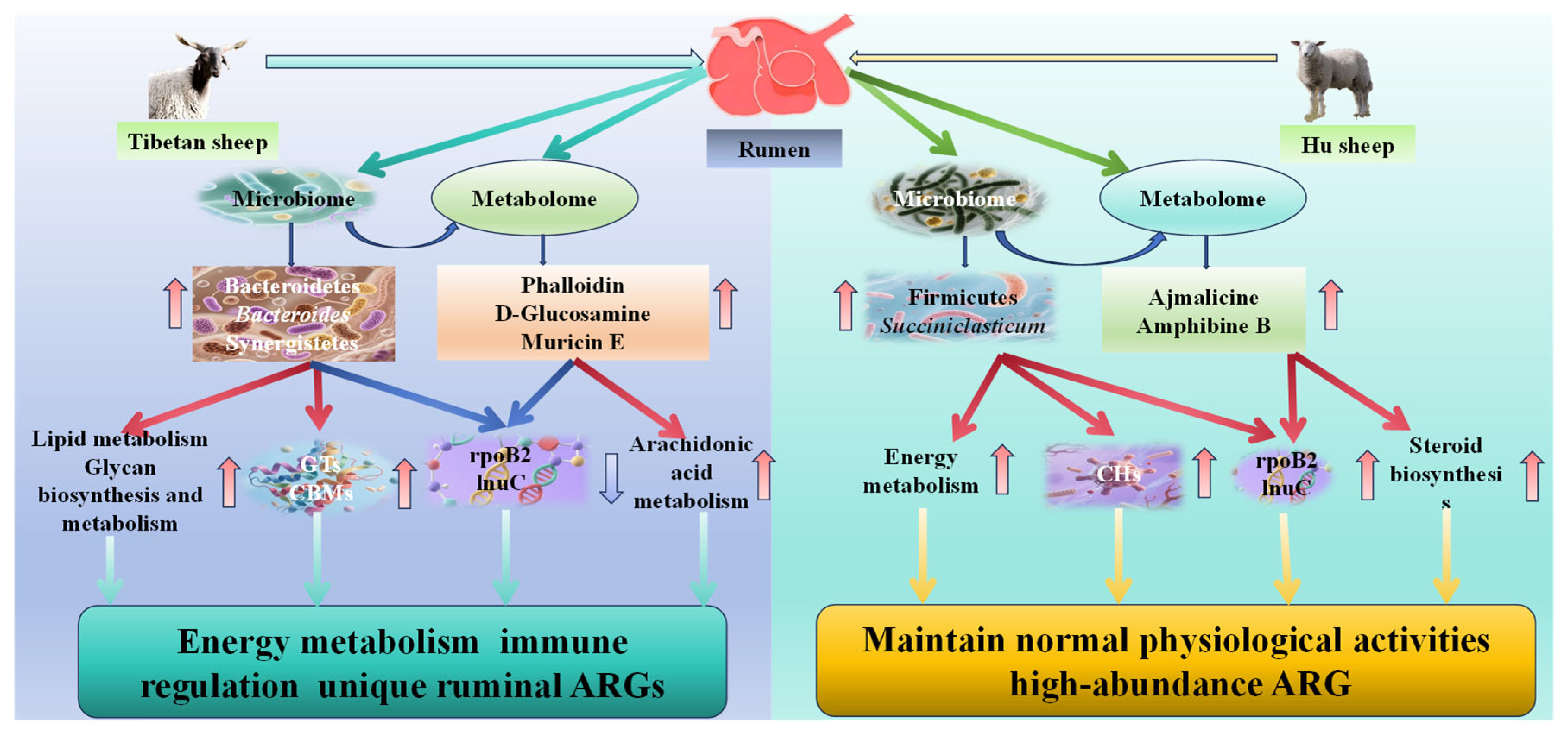Microorganisms 13 02049 g011