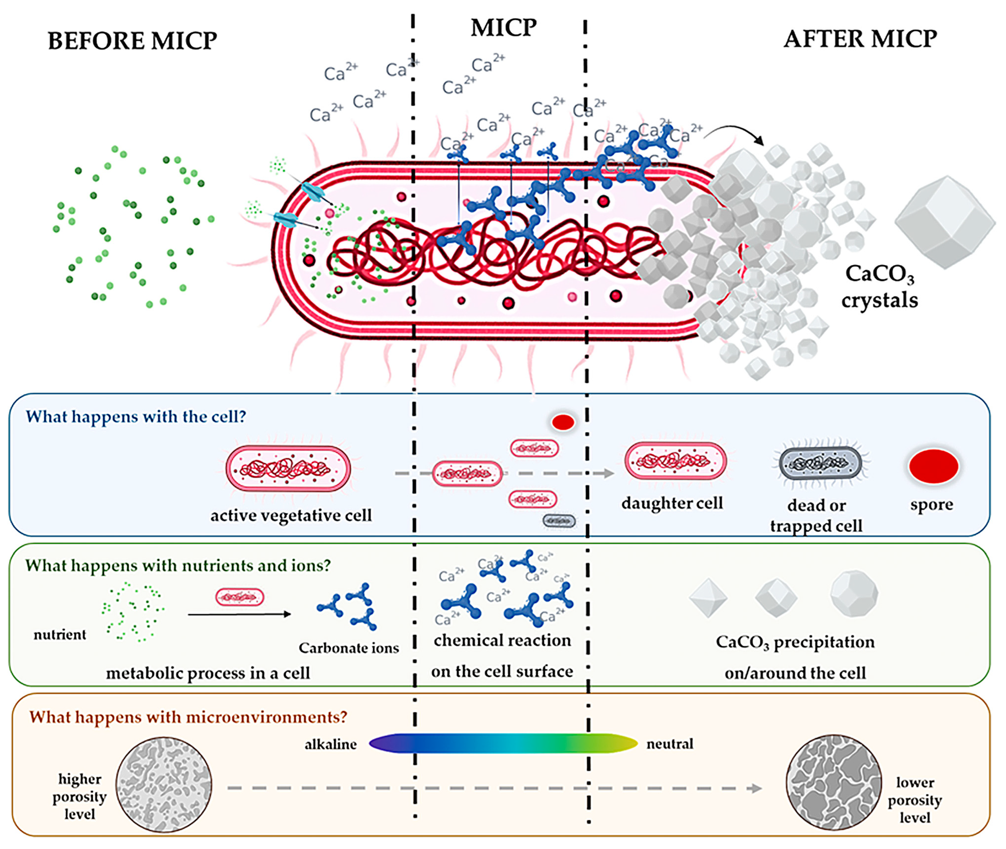 Microorganisms 13 02051 g004