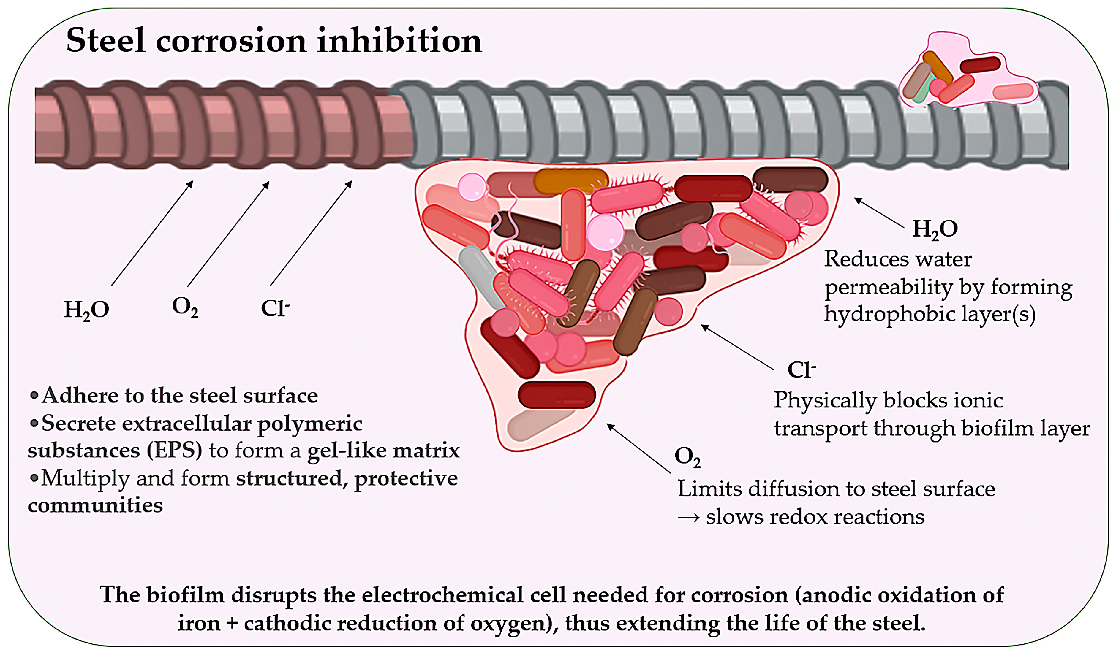 Microorganisms 13 02051 g008