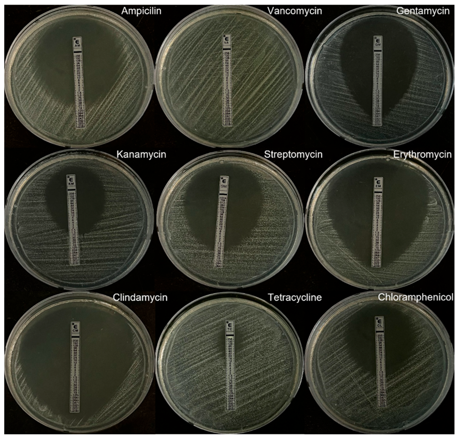 Microorganisms 13 02067 g005