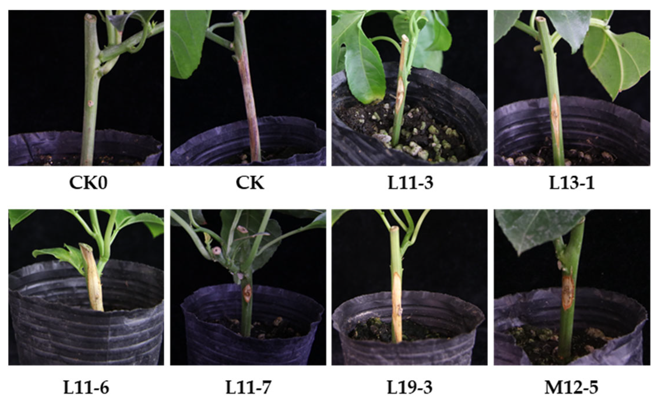 Microorganisms 13 02084 g001