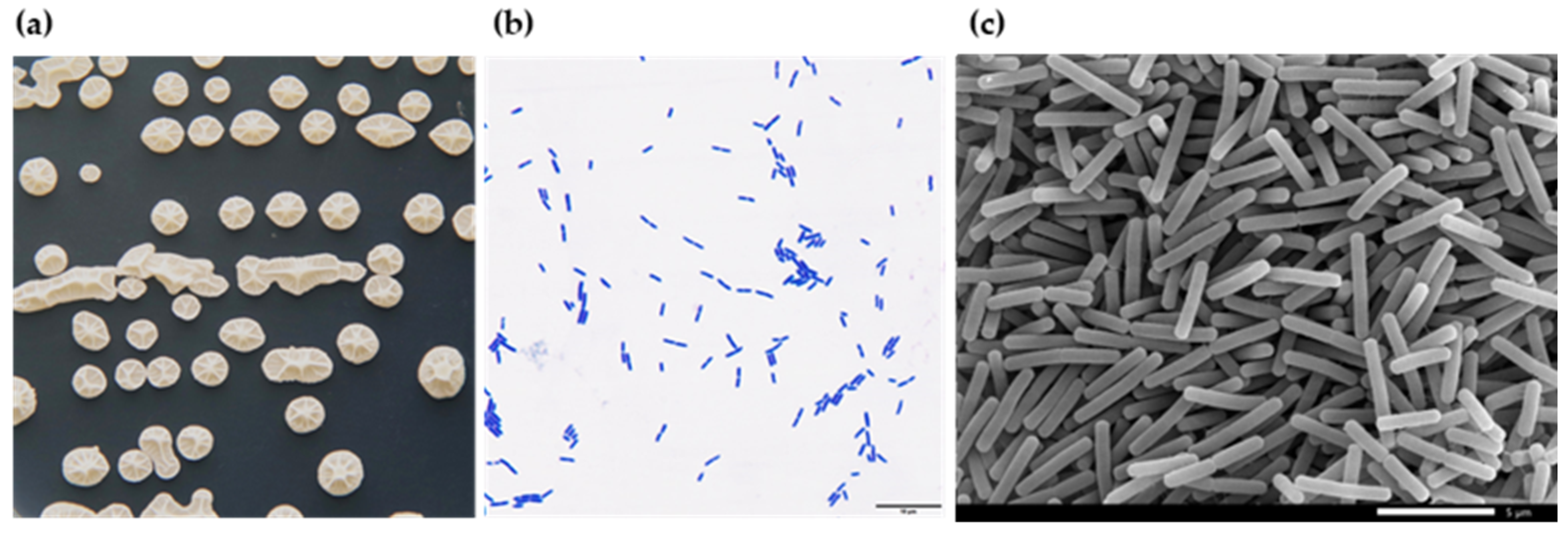 Microorganisms 13 02084 g004