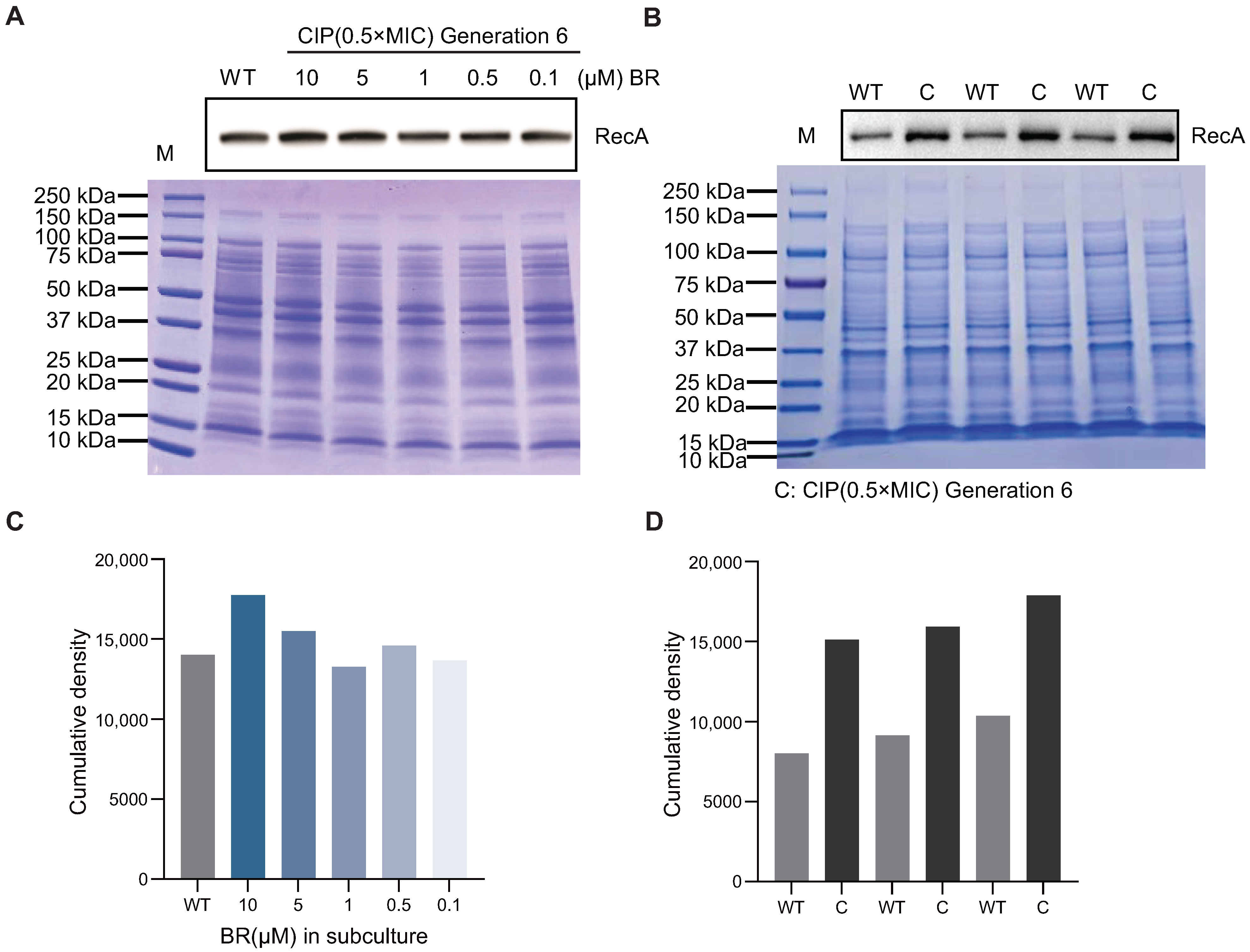 Microorganisms 13 02087 g004