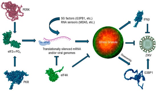 Microorganisms 13 02091 g001