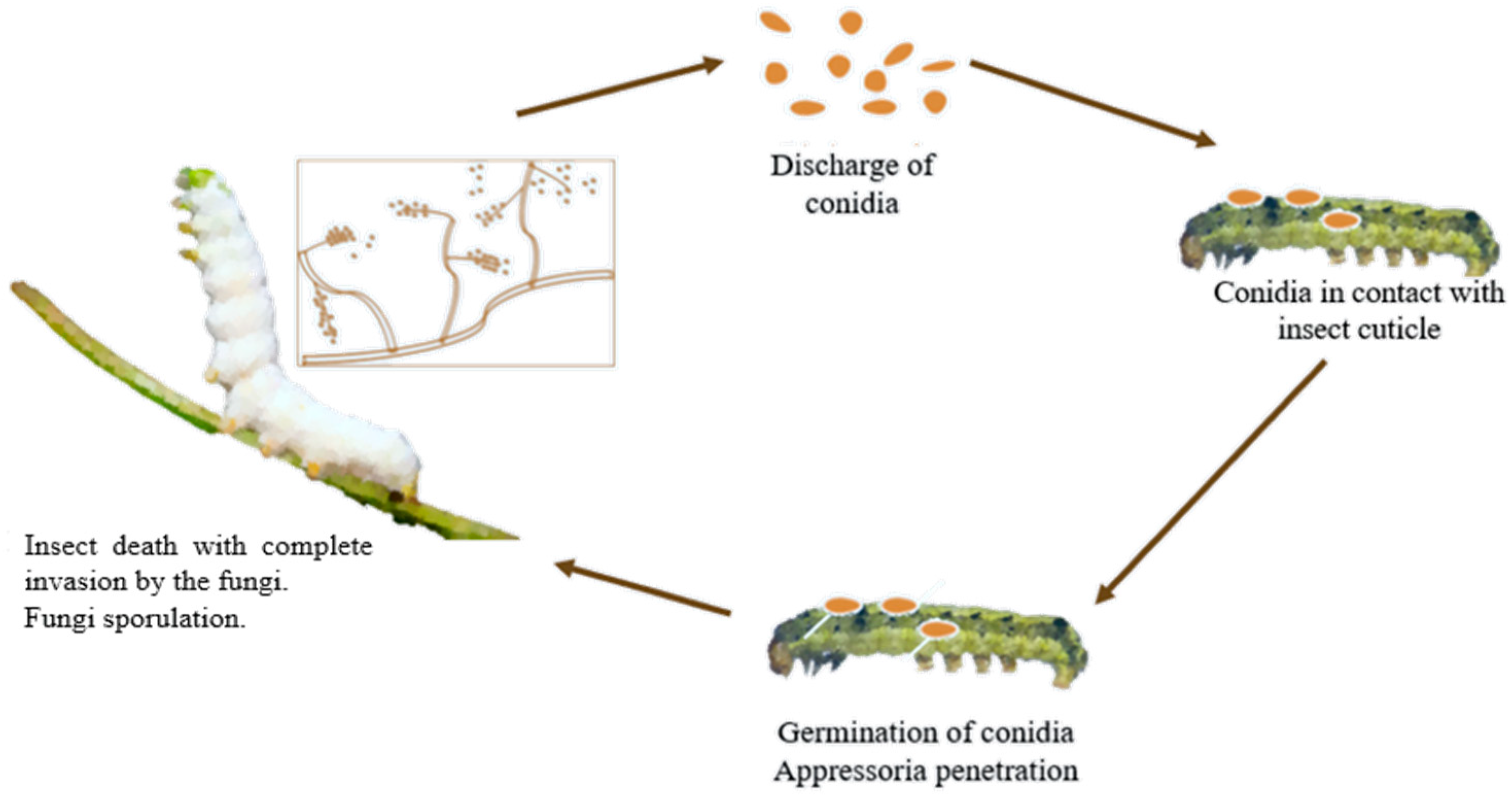 Microorganisms 13 02092 g001